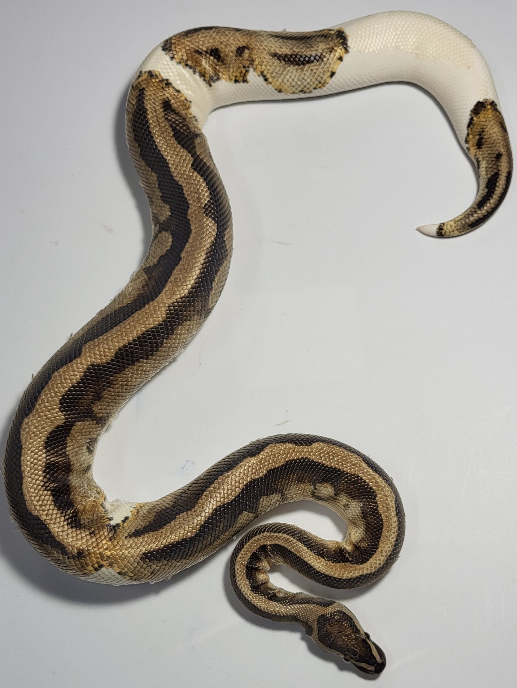 Pied het clown 