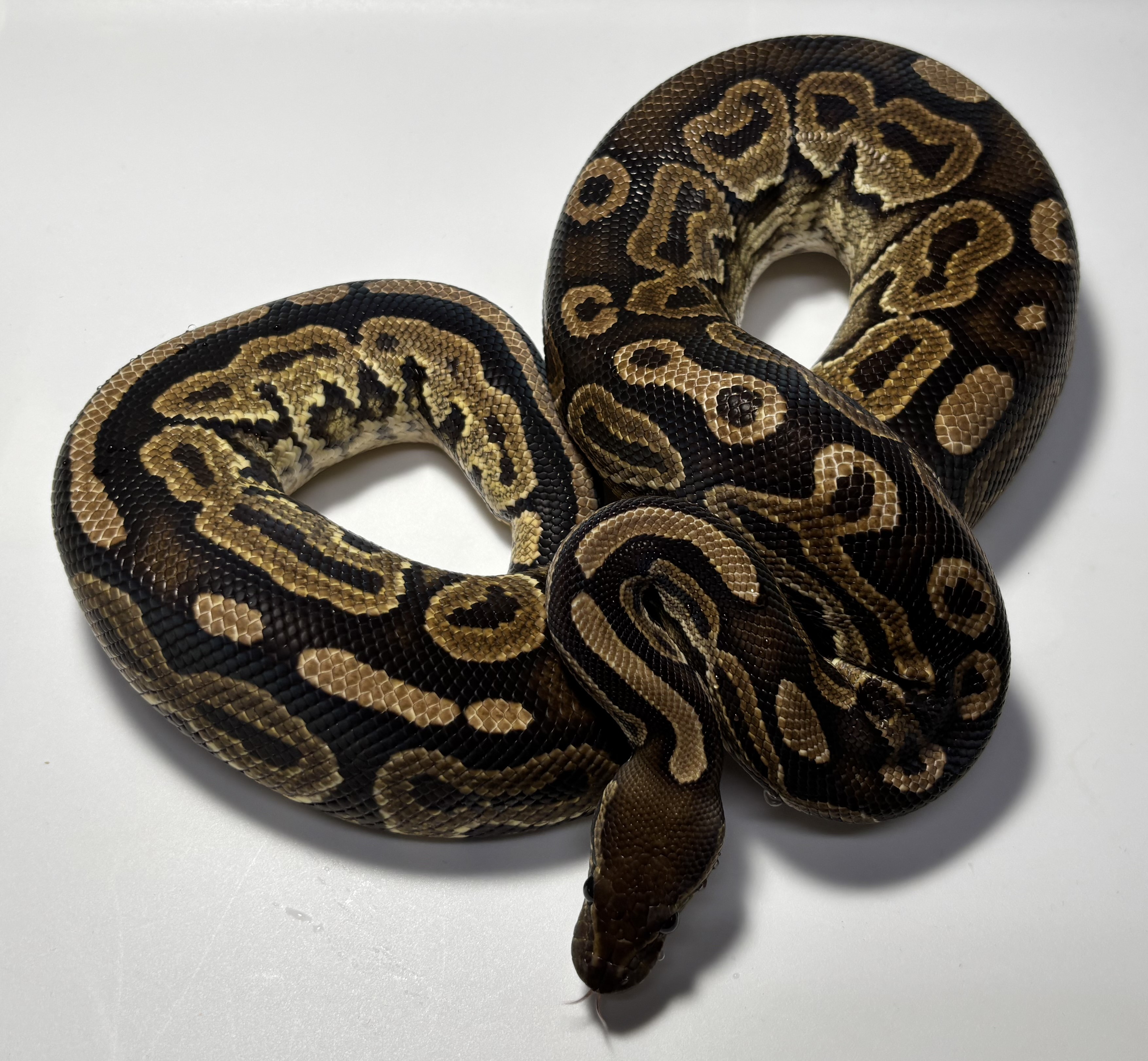 Cinnamon Bubbles het hypo 