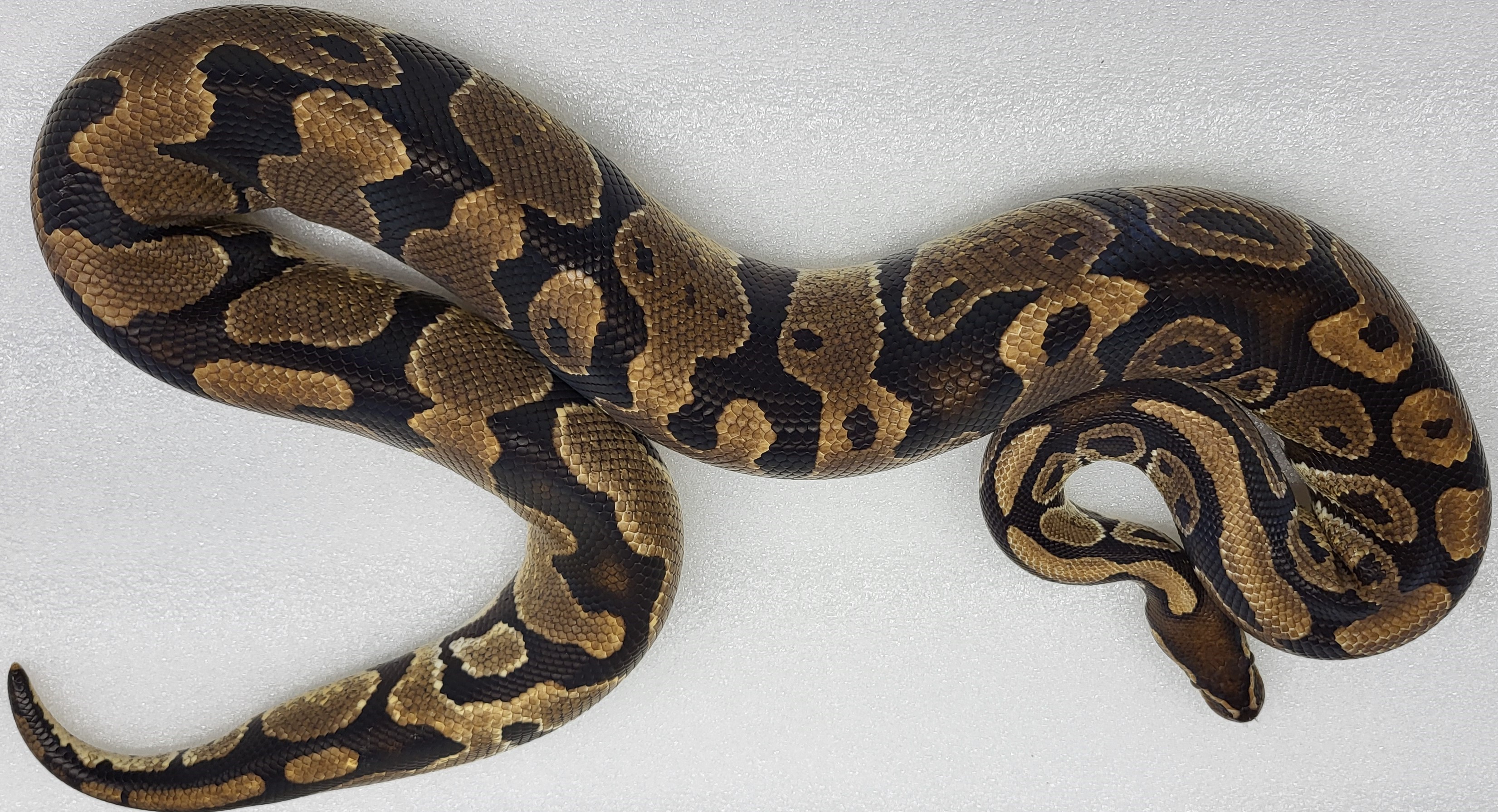 Yellowbelly Male 
