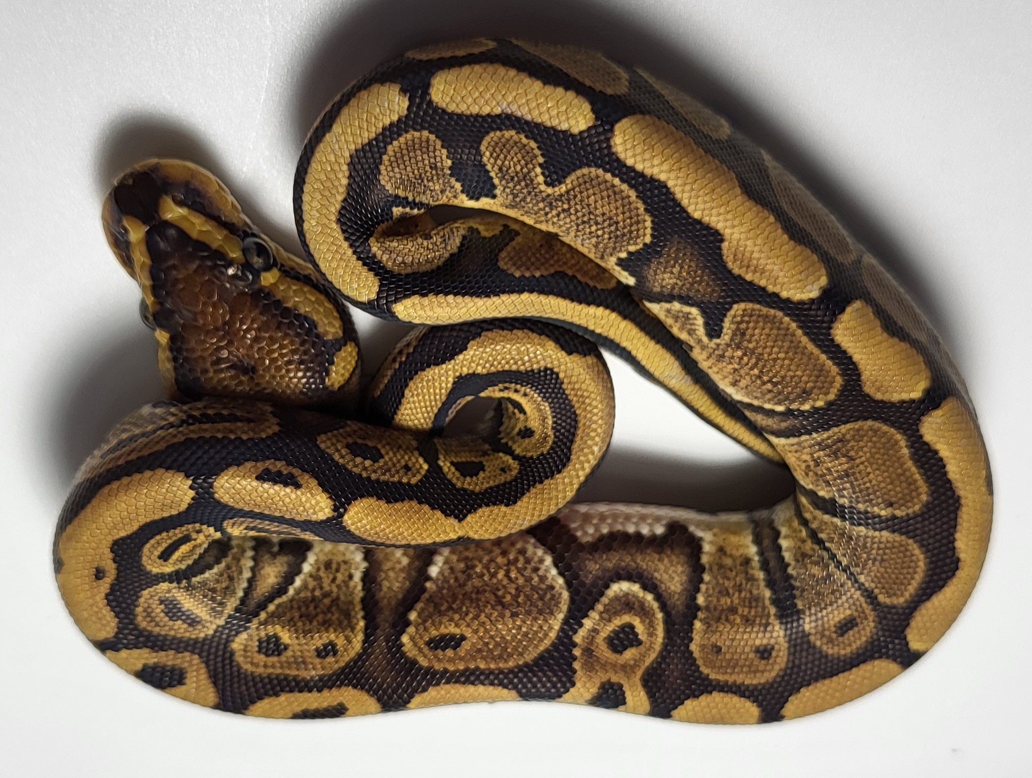 Red Stripe het hypo 