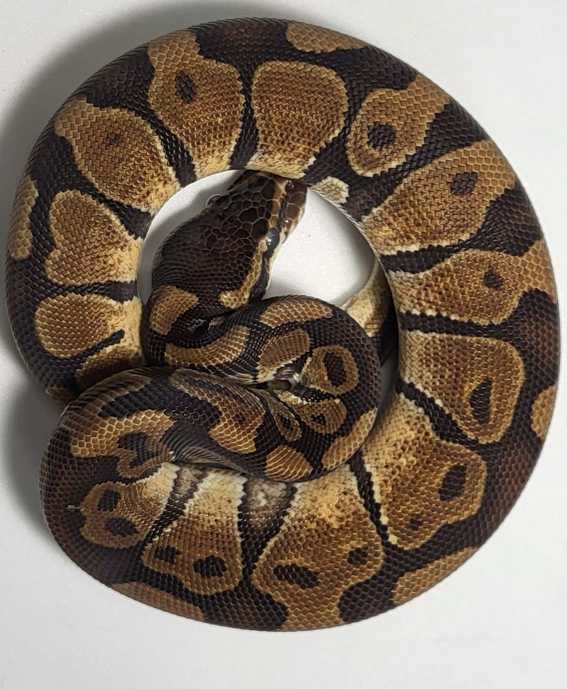 Enchi het genetic stripe 