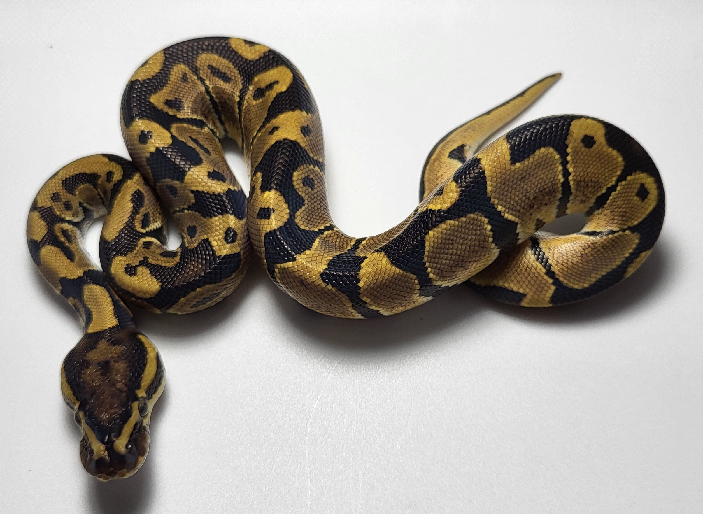 Normal het hypo possible het axanthic 