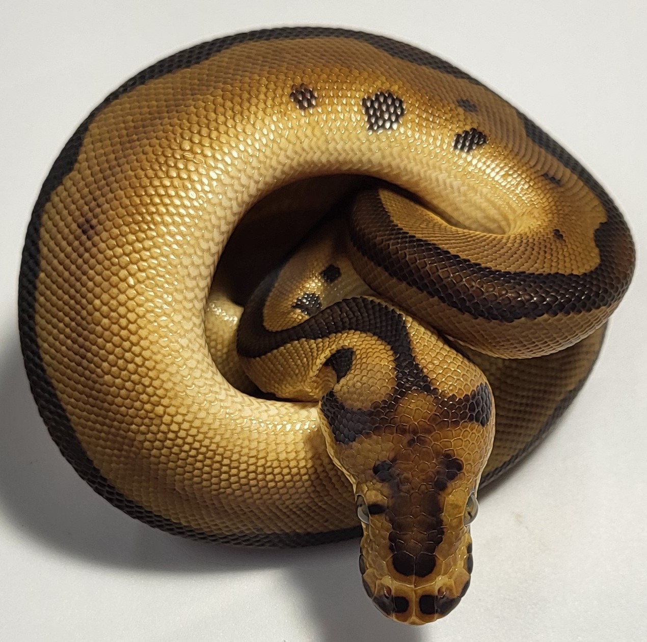 Leopard Enchi Clown 