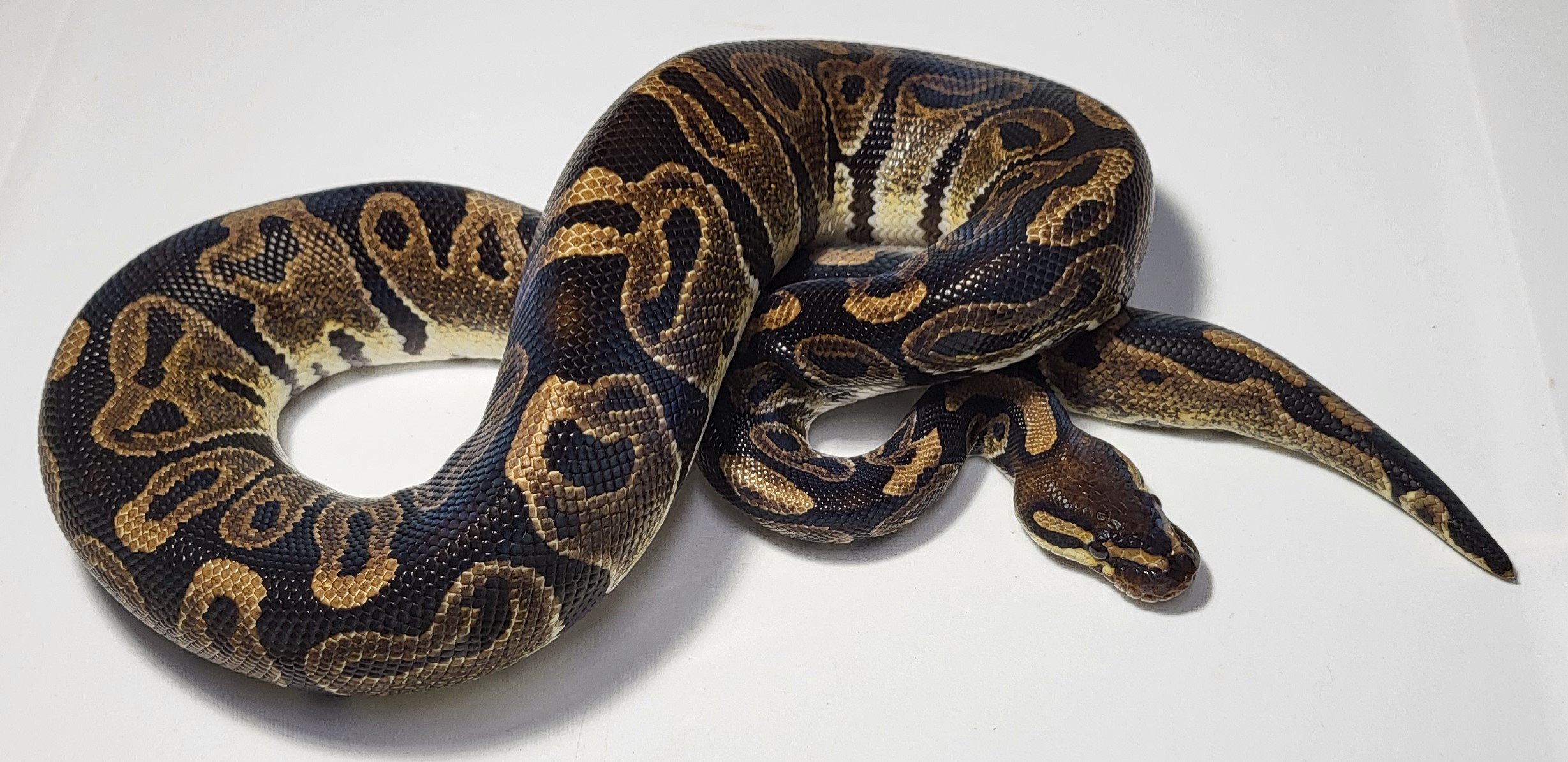 Leopard het clown 