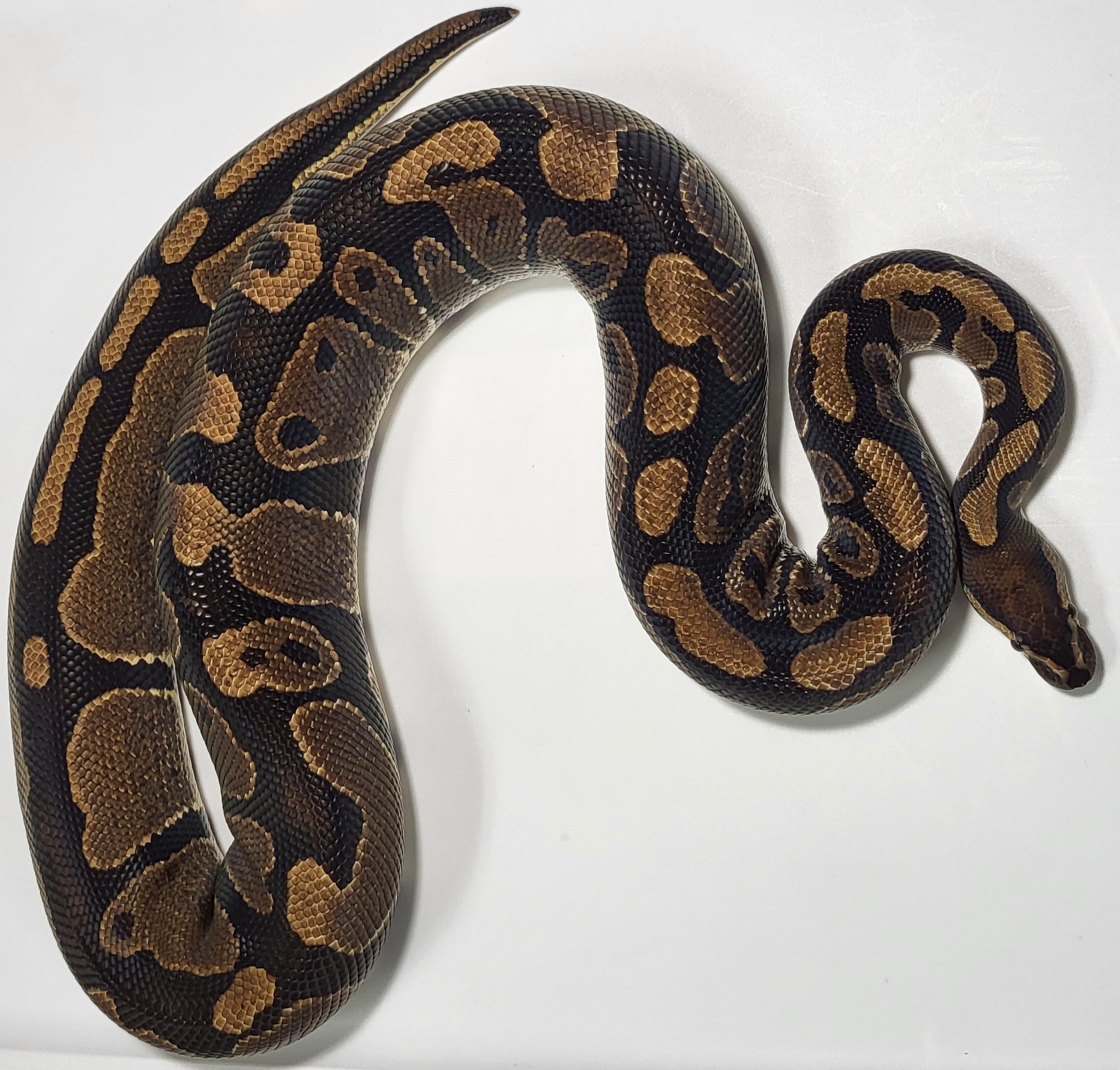 Yellowbelly 