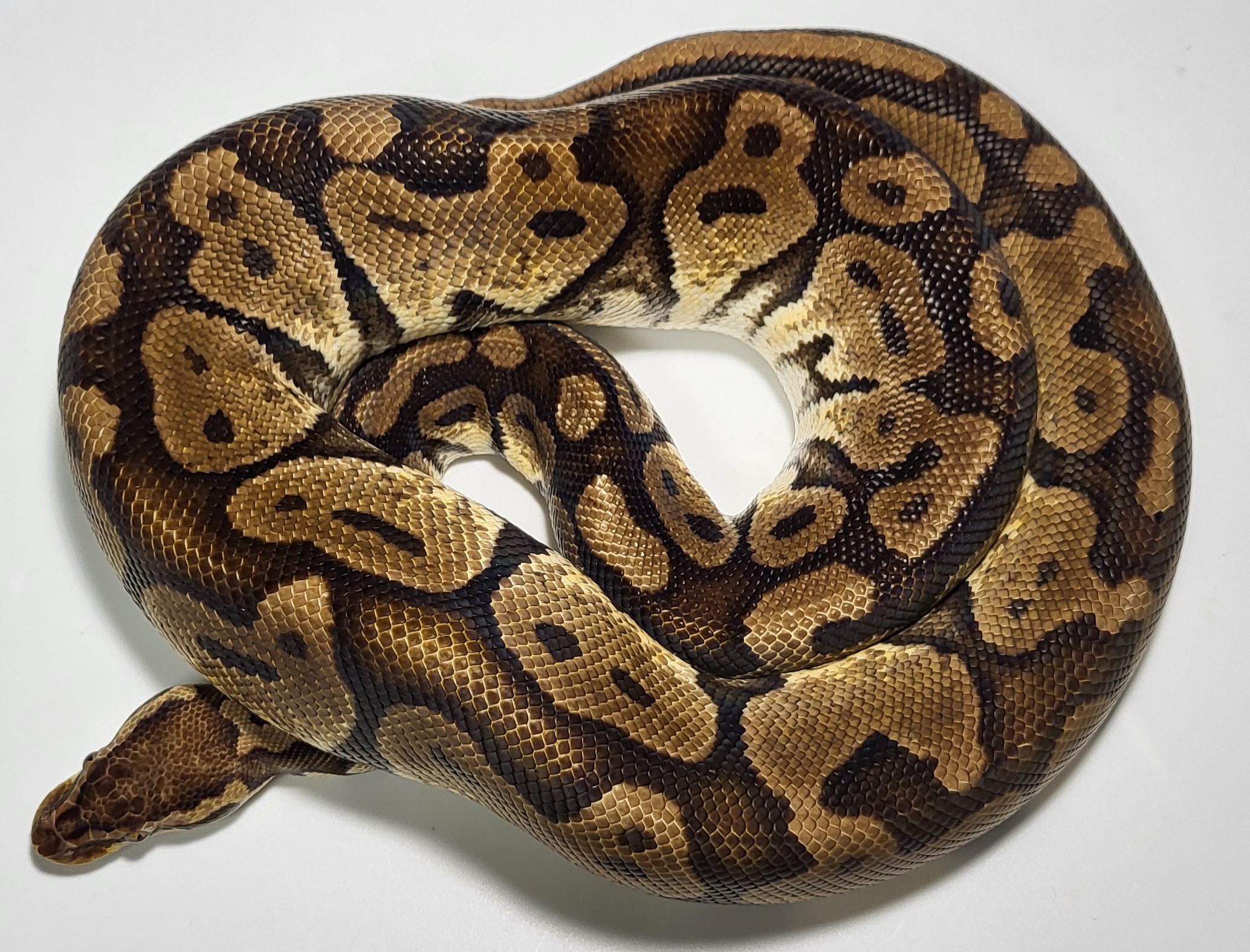 Firefly possible het pied 