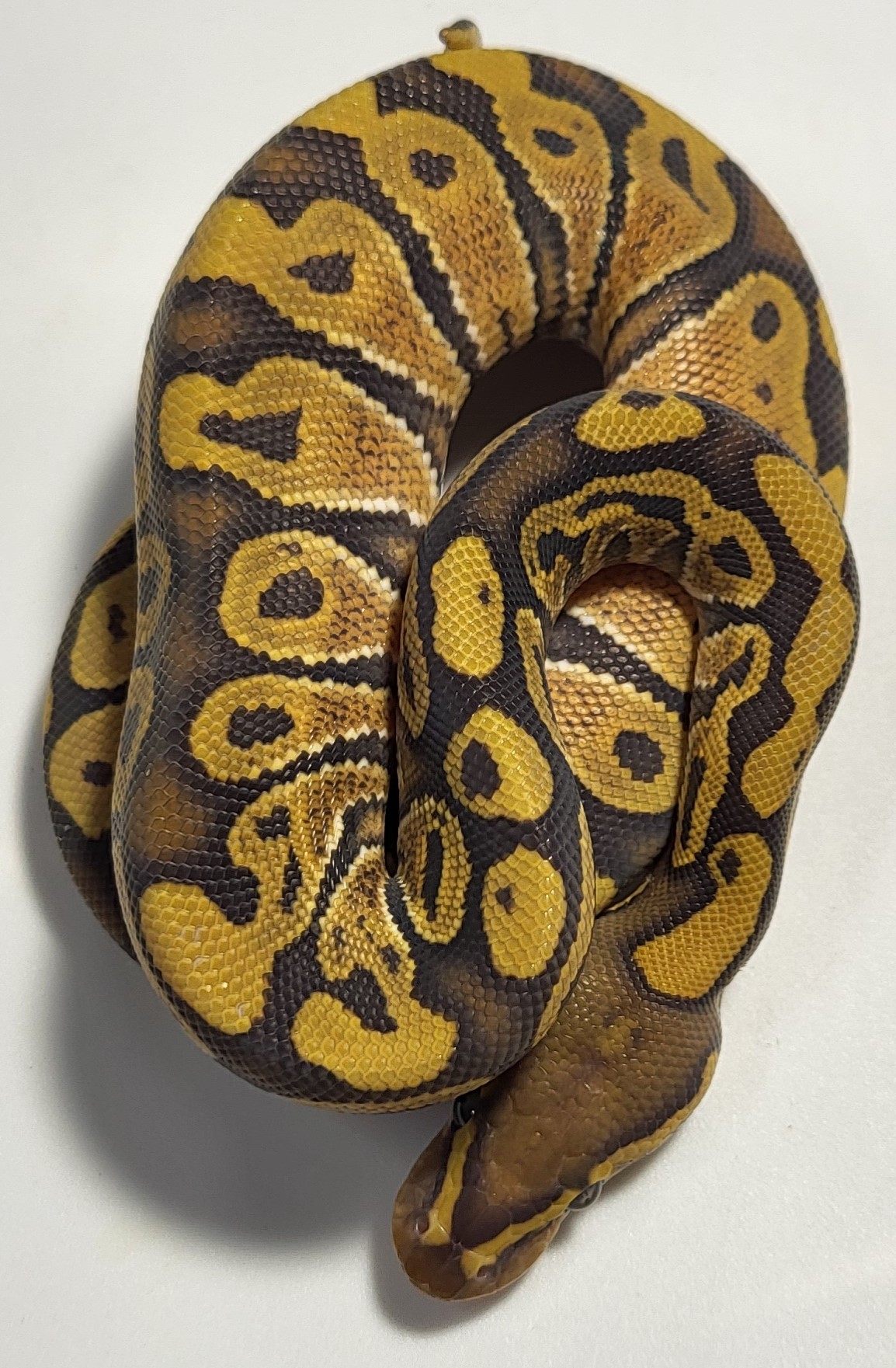 Hypo 