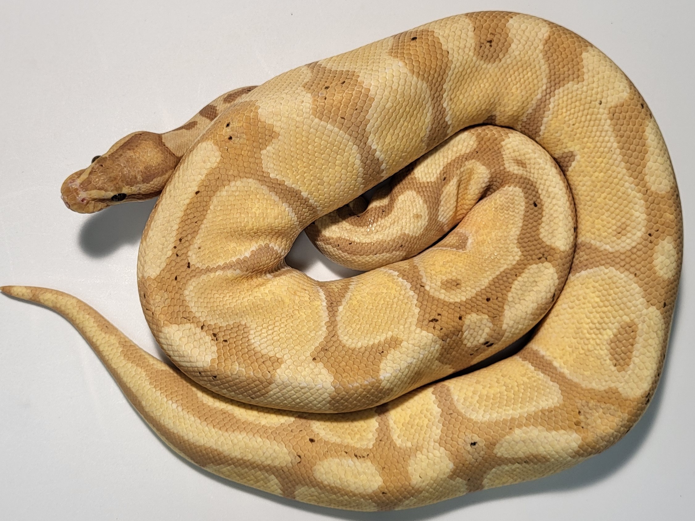 Banana Enchi 