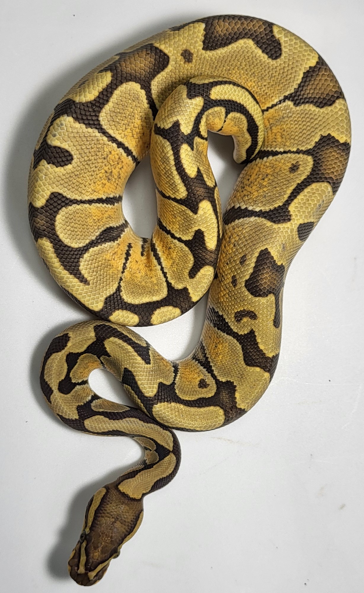 Enchi Hypo 