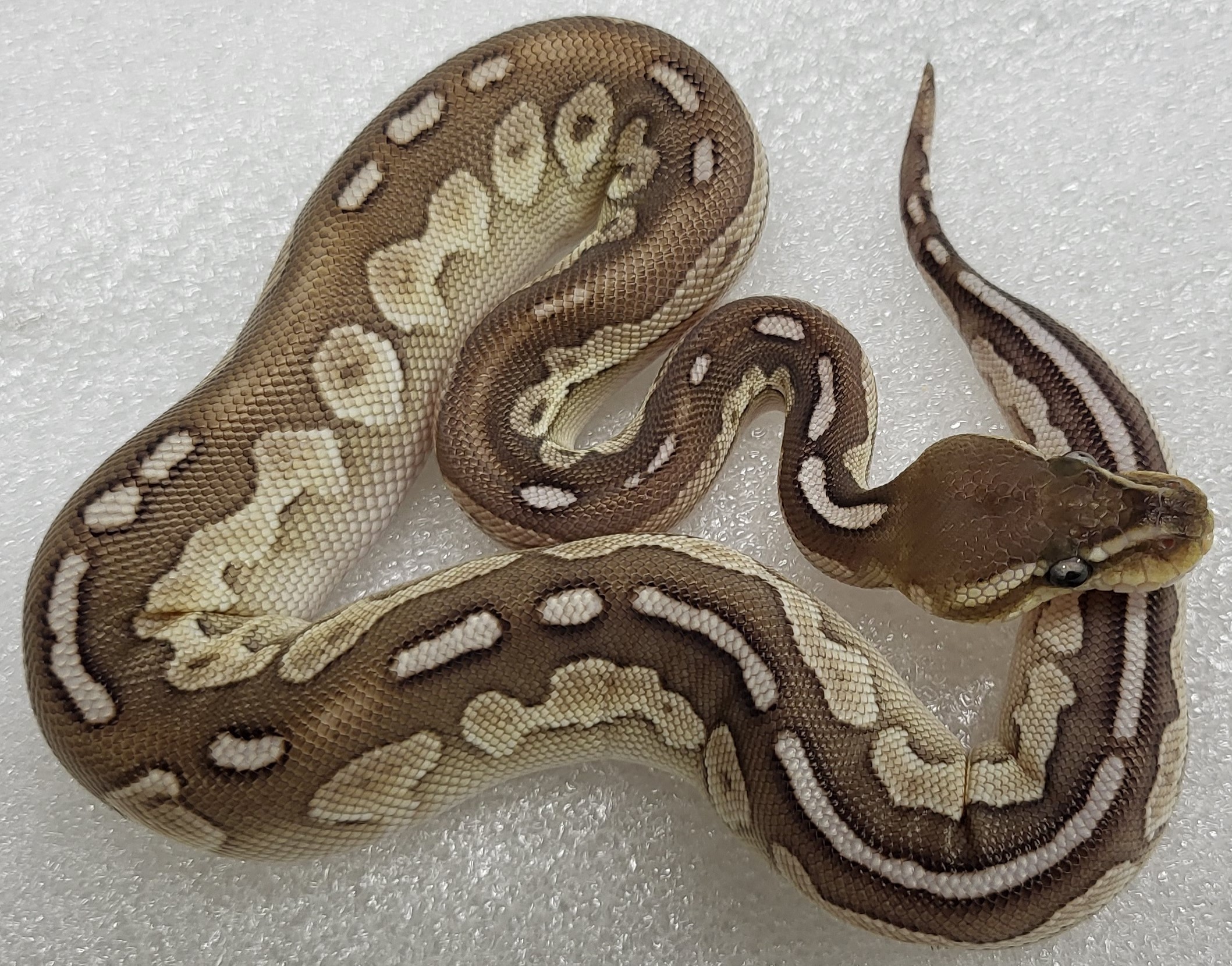 Lesser Red Stripe Cinnamon Female 