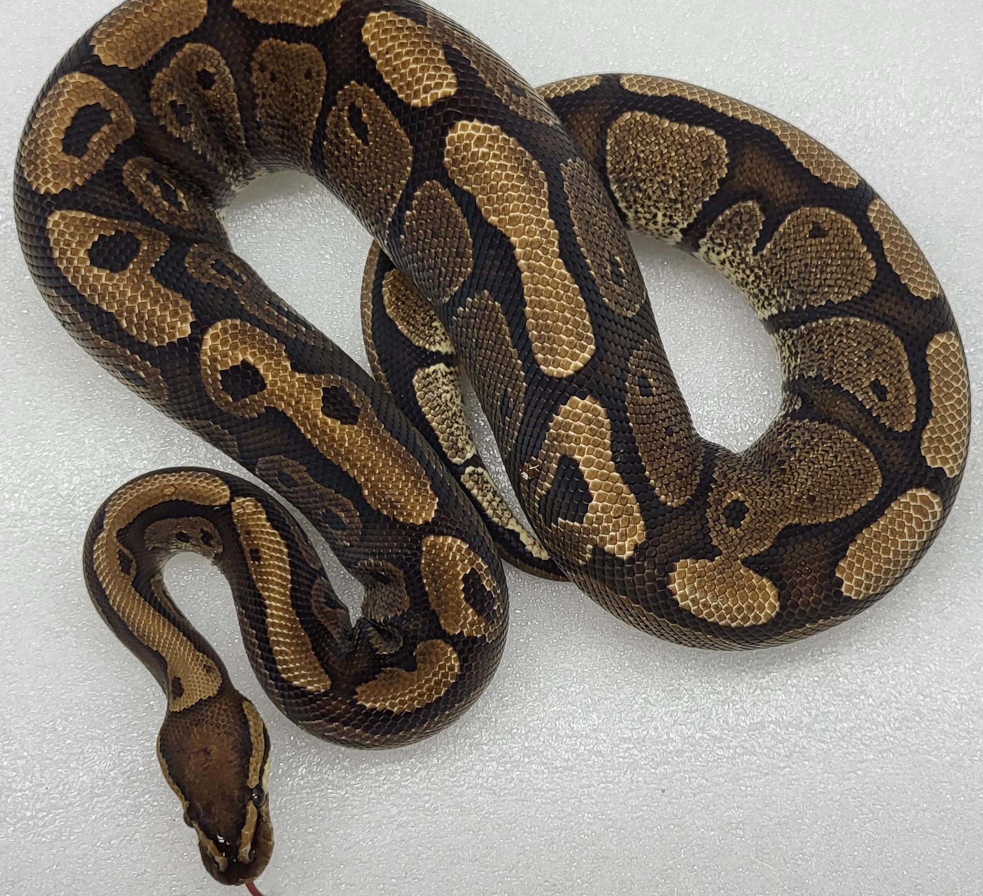 Red Stripe poss grim Het clown Male 