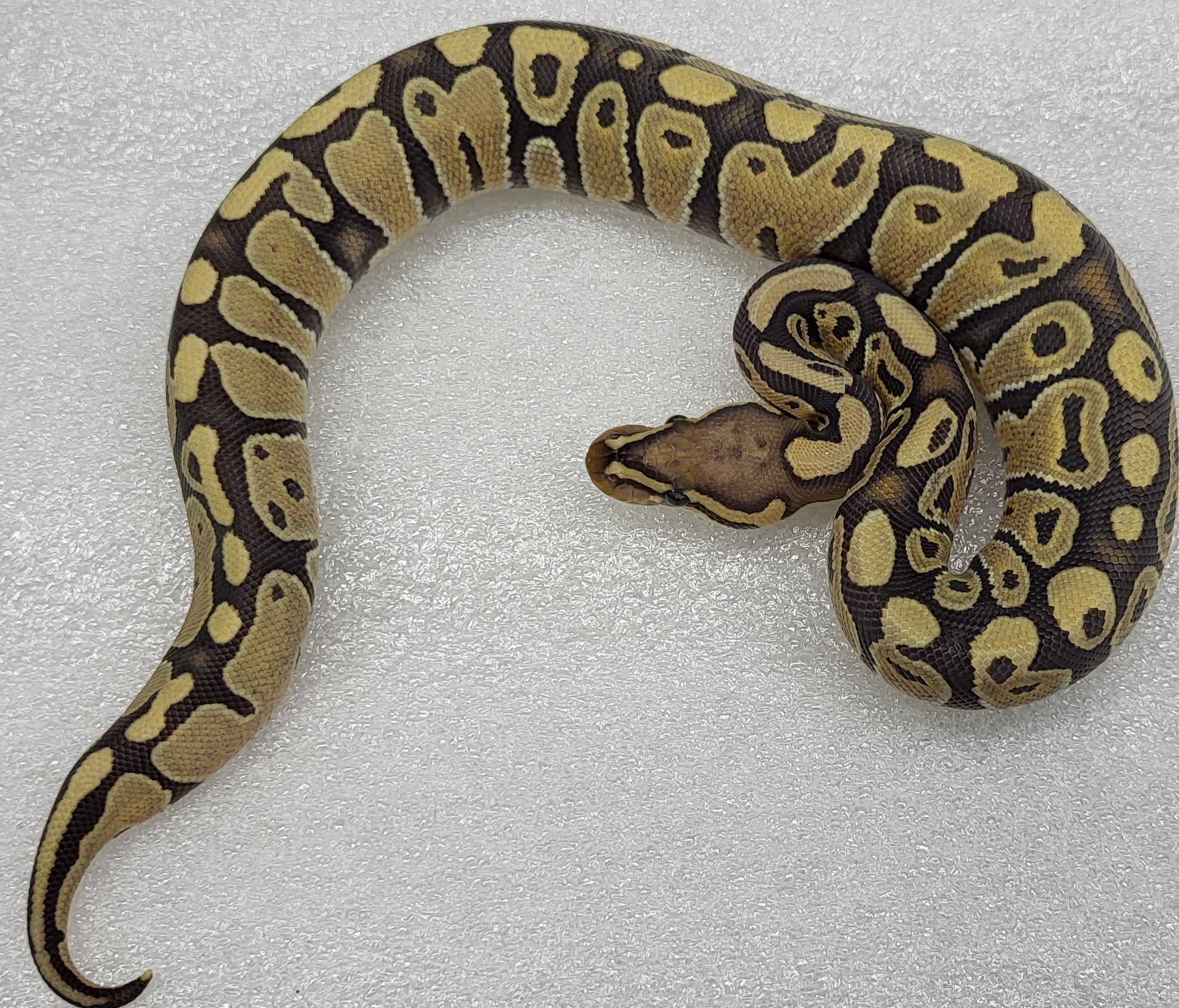 Hypo Female 