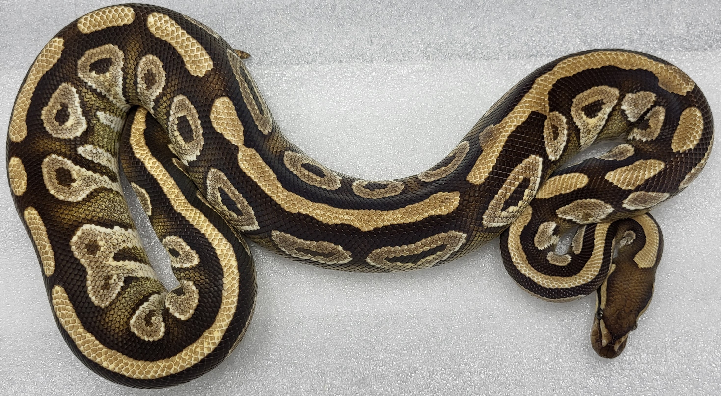 Mojave Female
