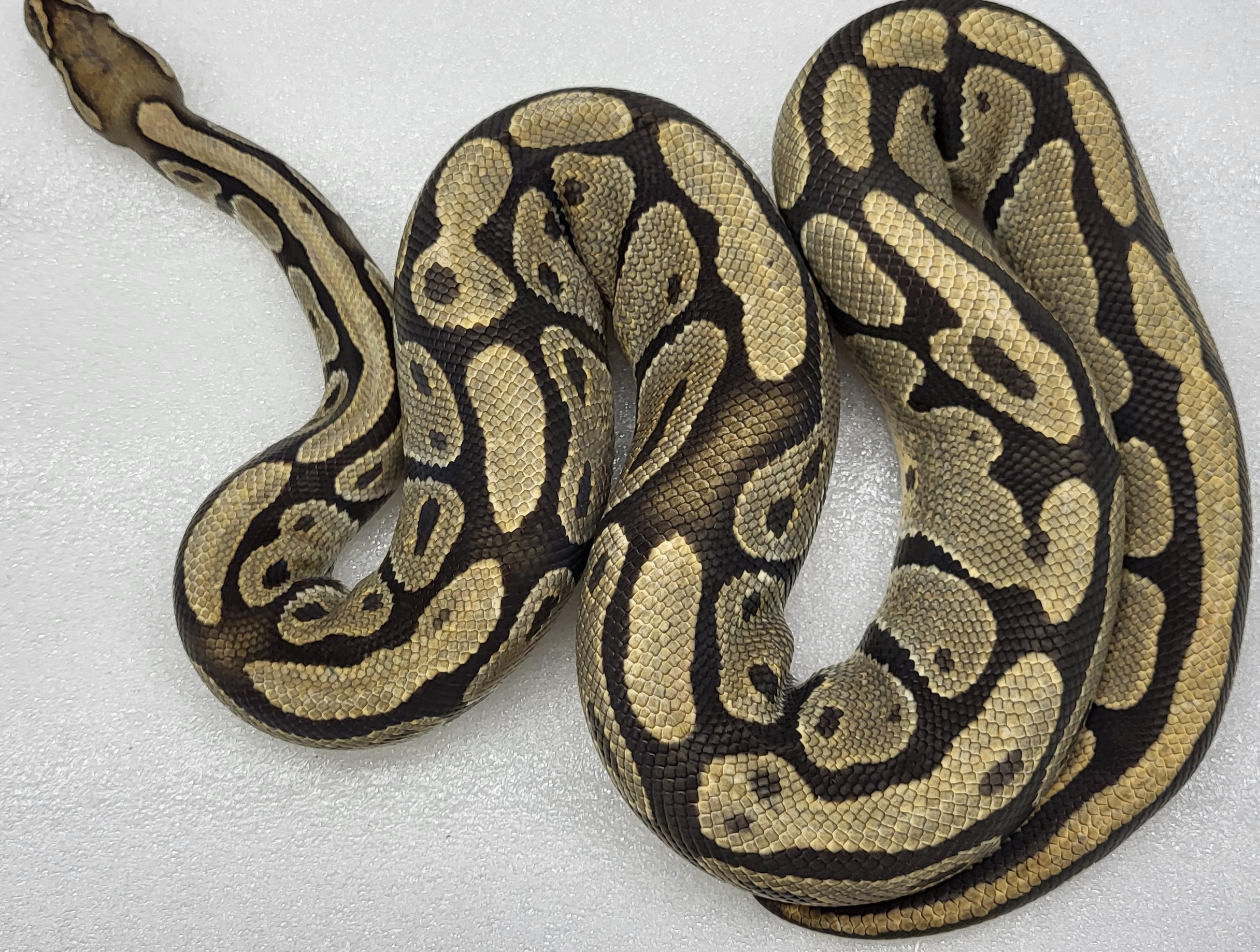 Hypo Het clown Male 