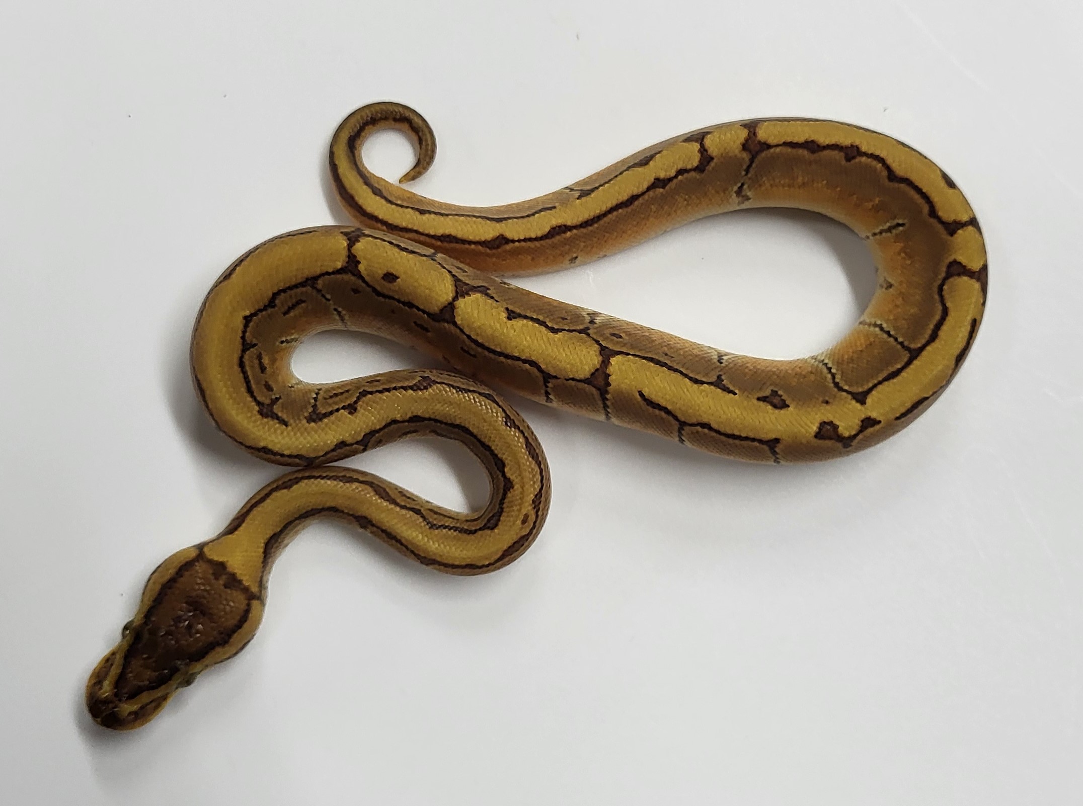 Enchi Pinstripe het hypo 
