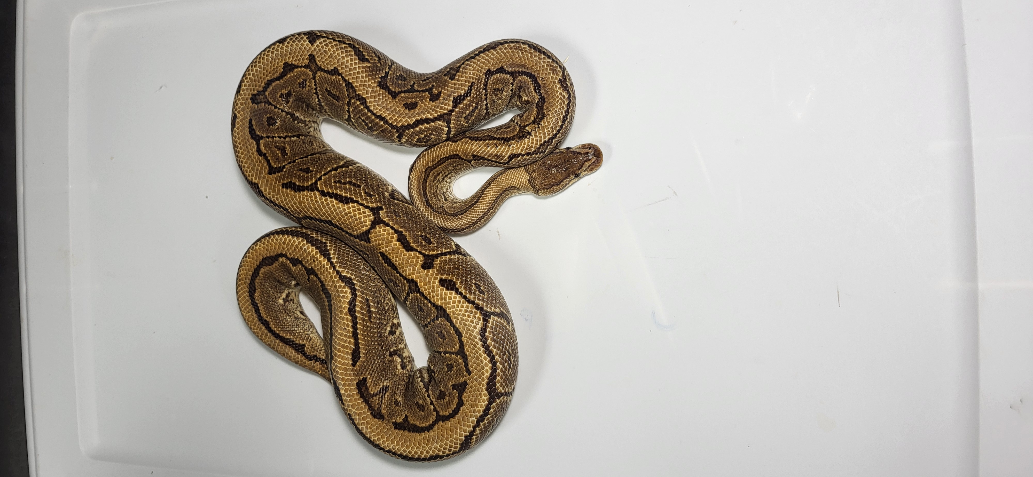 Mojave Pinstripe 