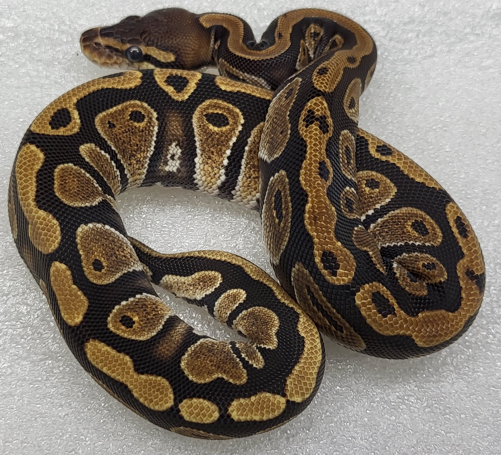 Cypress ph hypo Female 