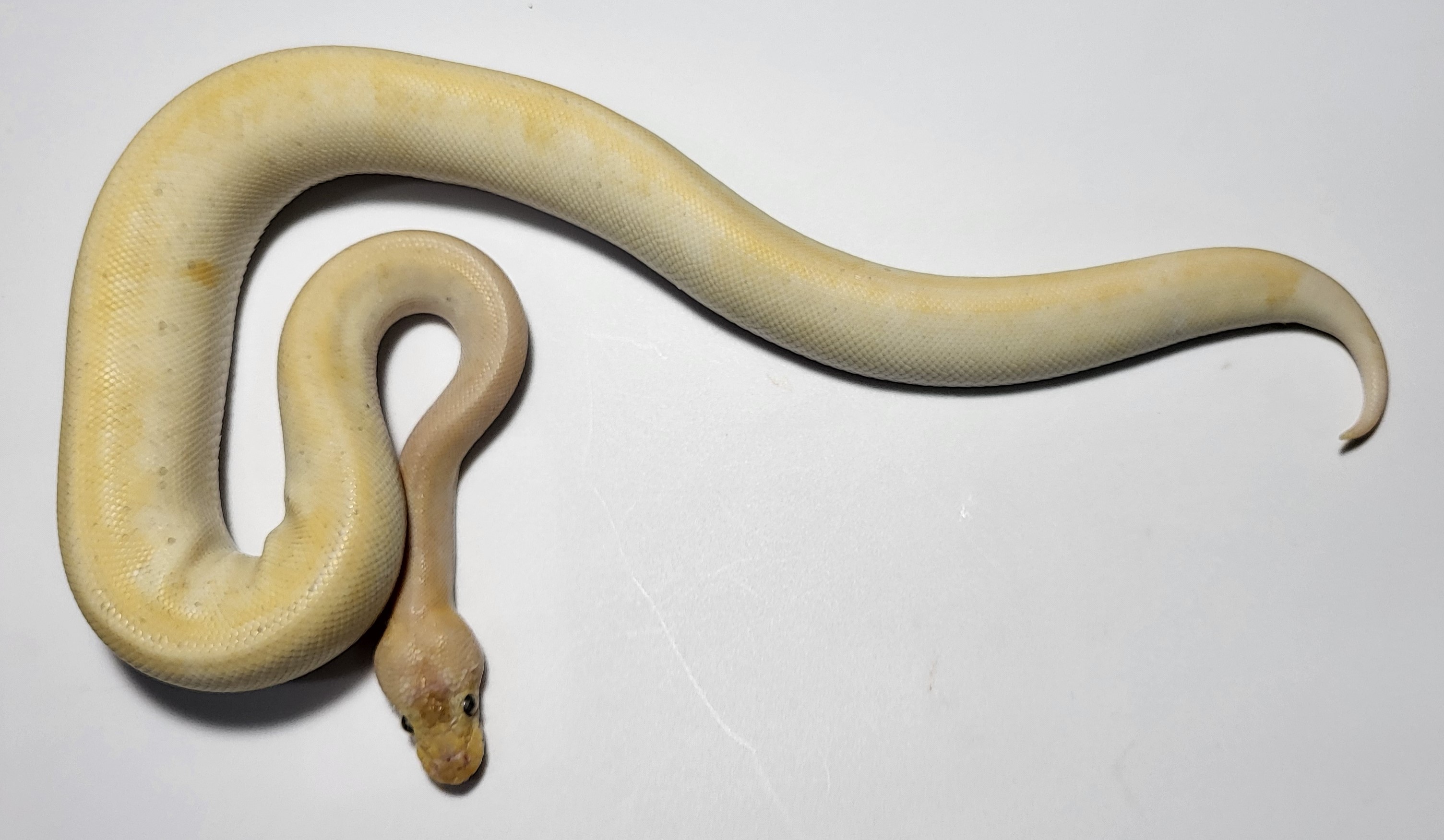 Super Pastel Champagne Pinstripe Yellow belly 