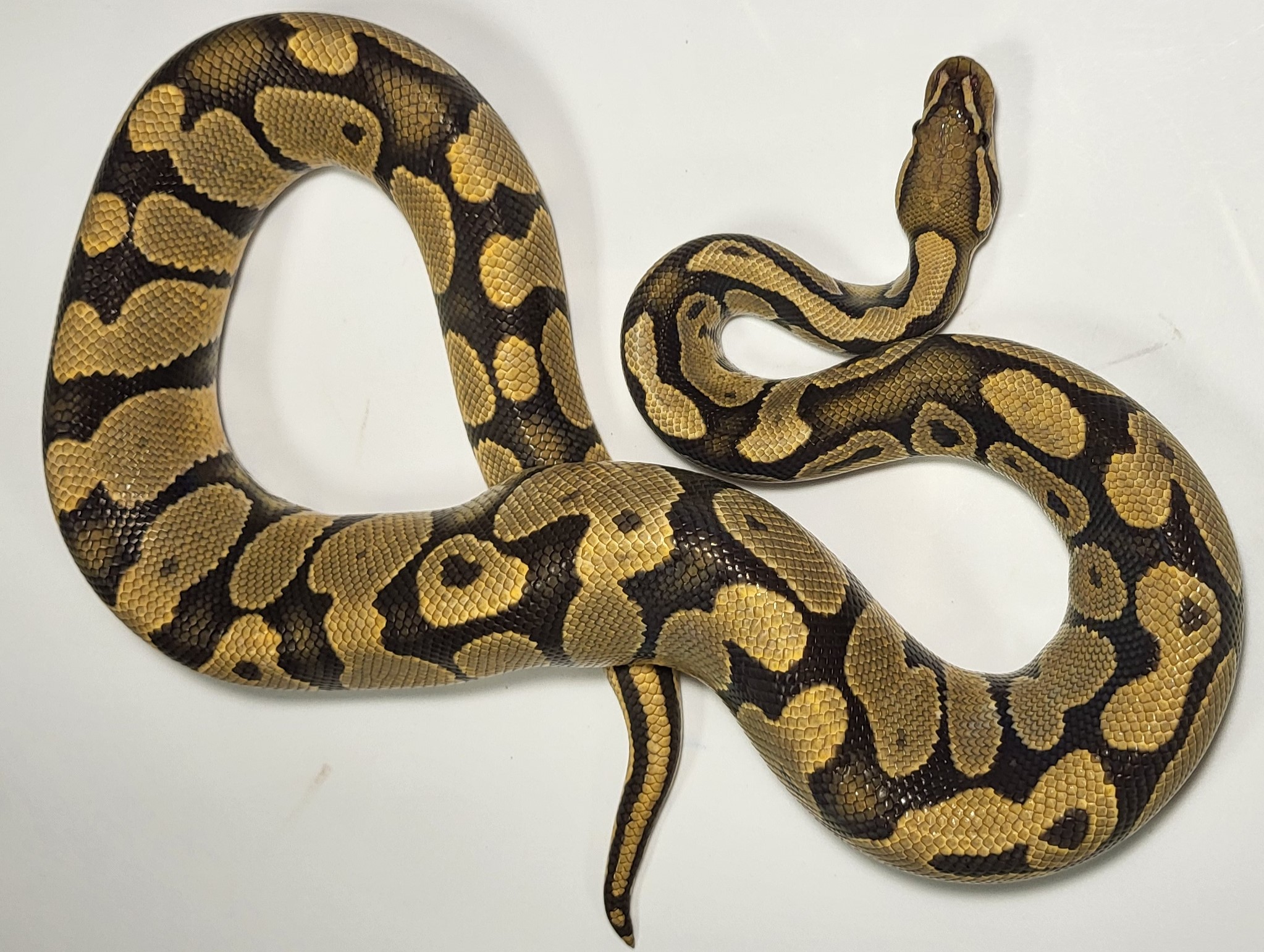 Enchi Hypo 