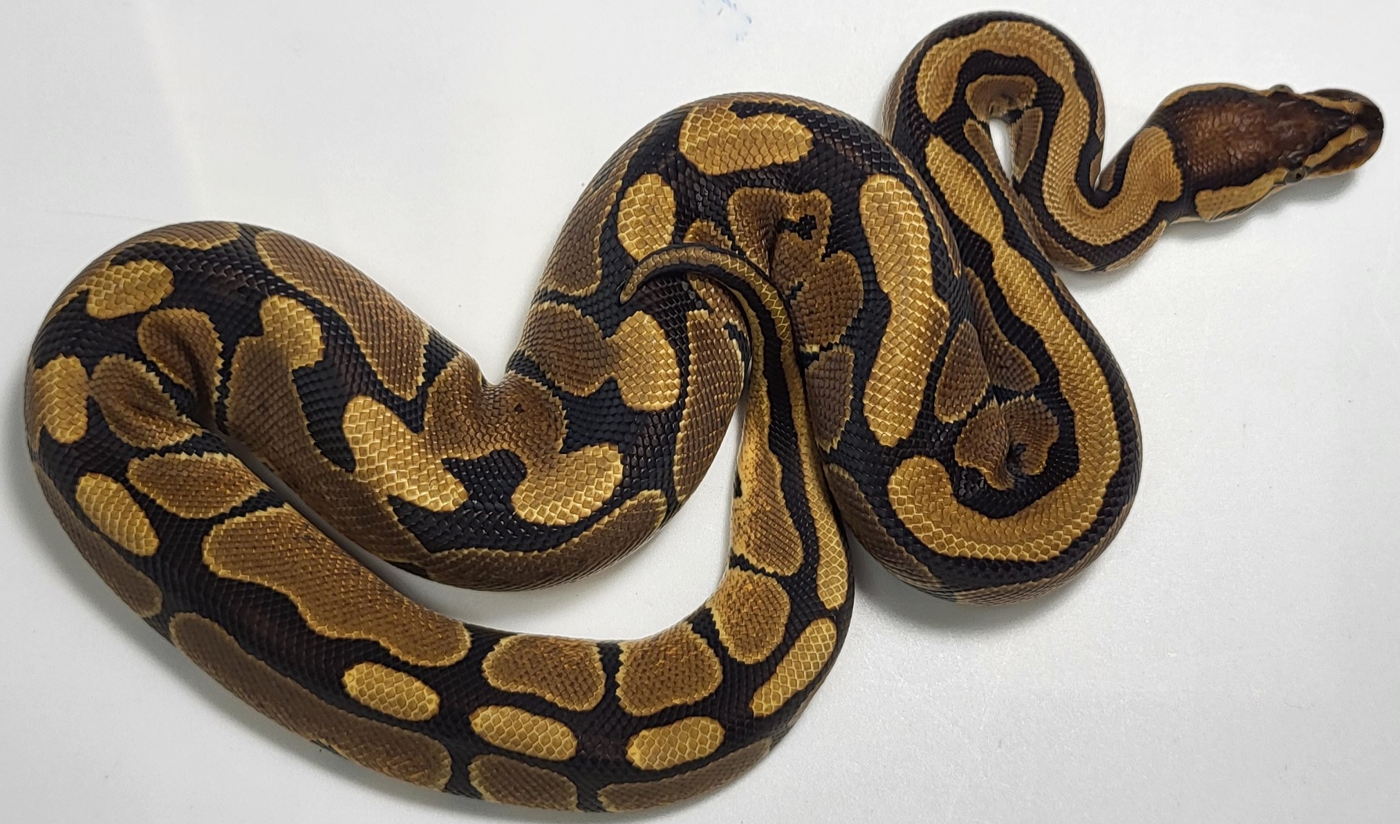 Red Stripe het clown 