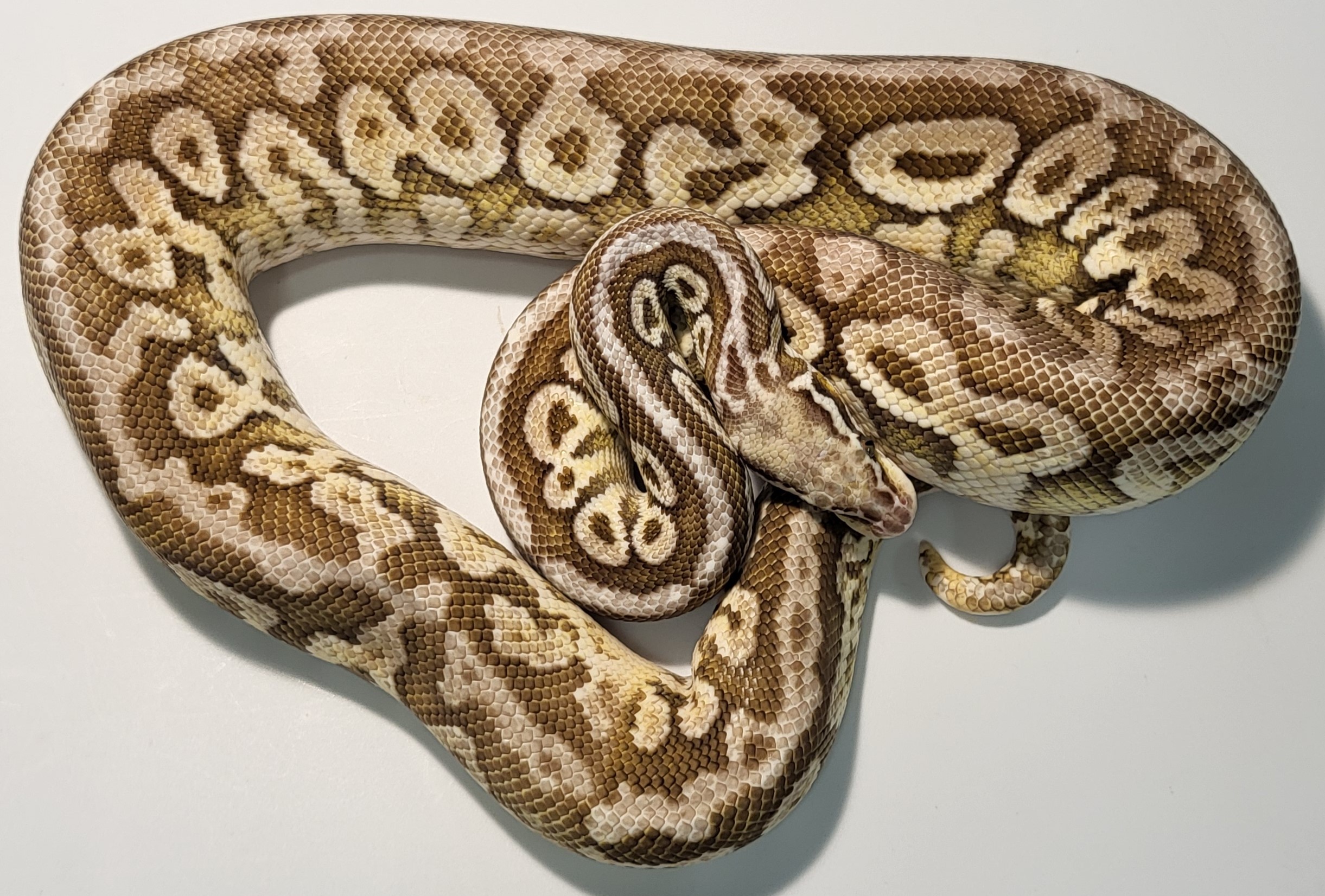 Pastel Red Axanthic Lesser Spotnose 