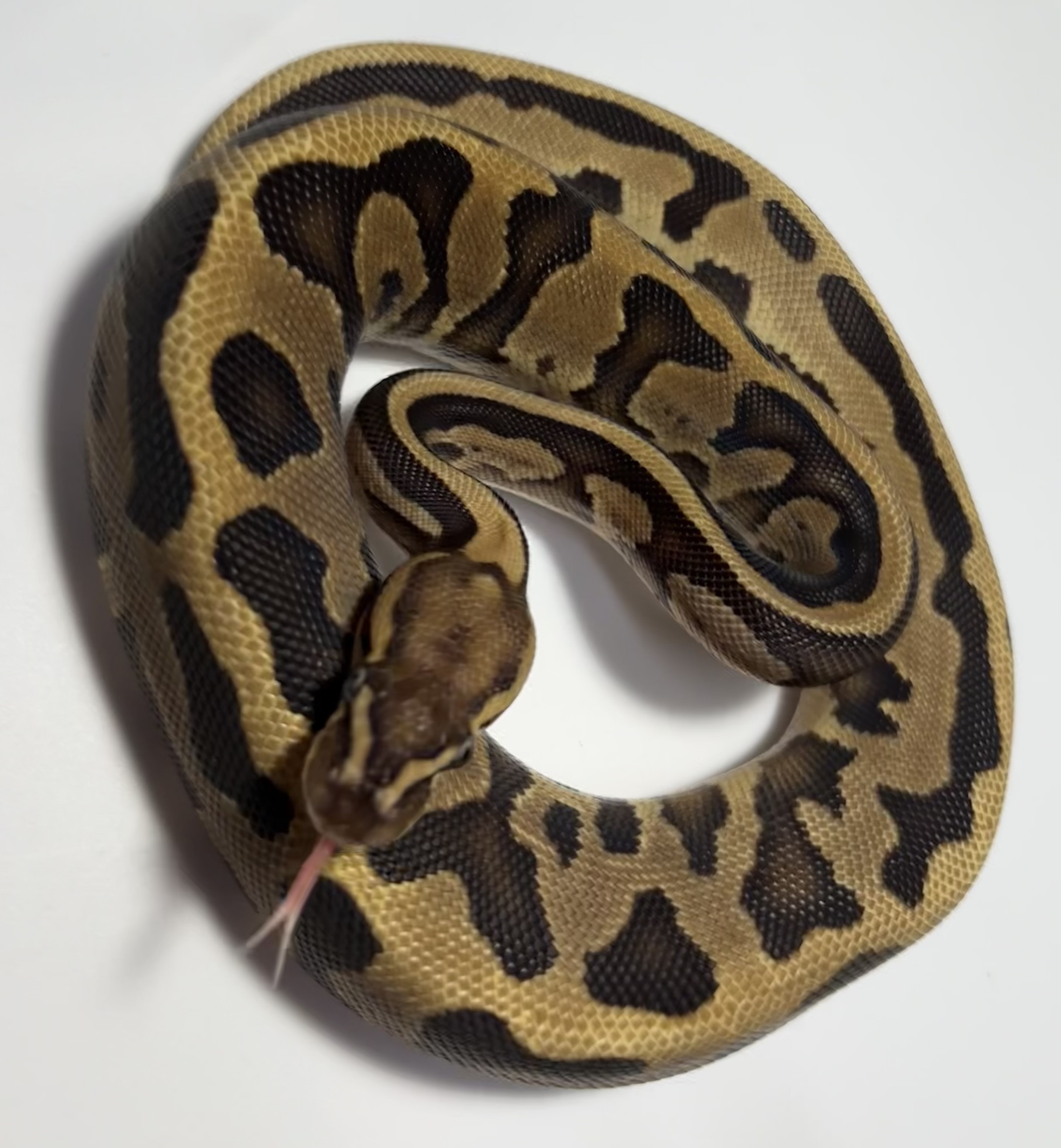 Leopard Yellowbelly 
