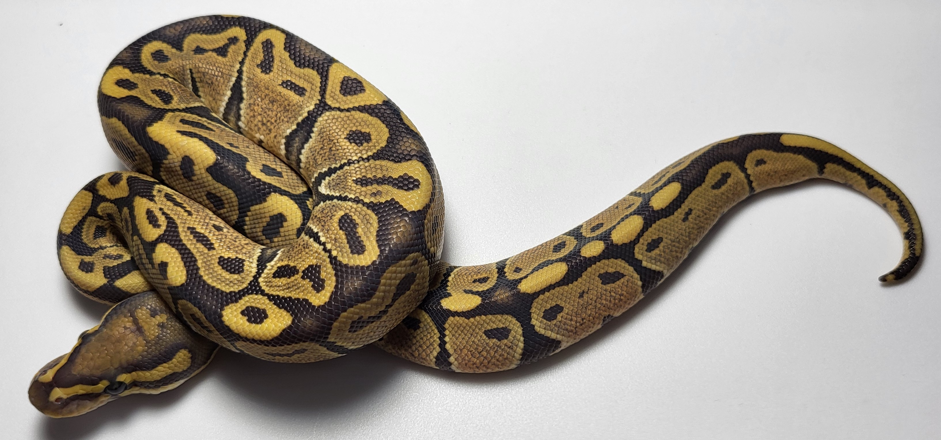 Hypo het axanthic 