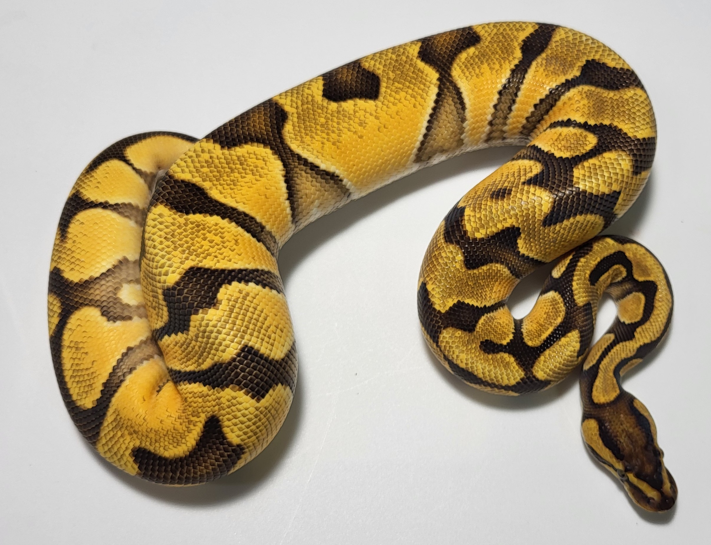 Orange Dream Enchi het paint 