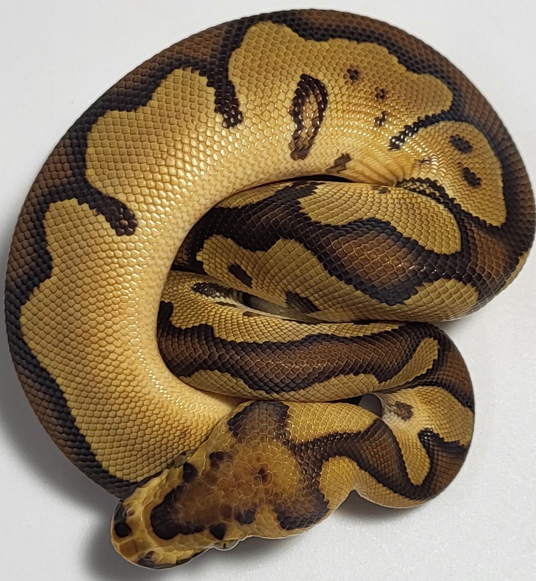Leopard Clown 