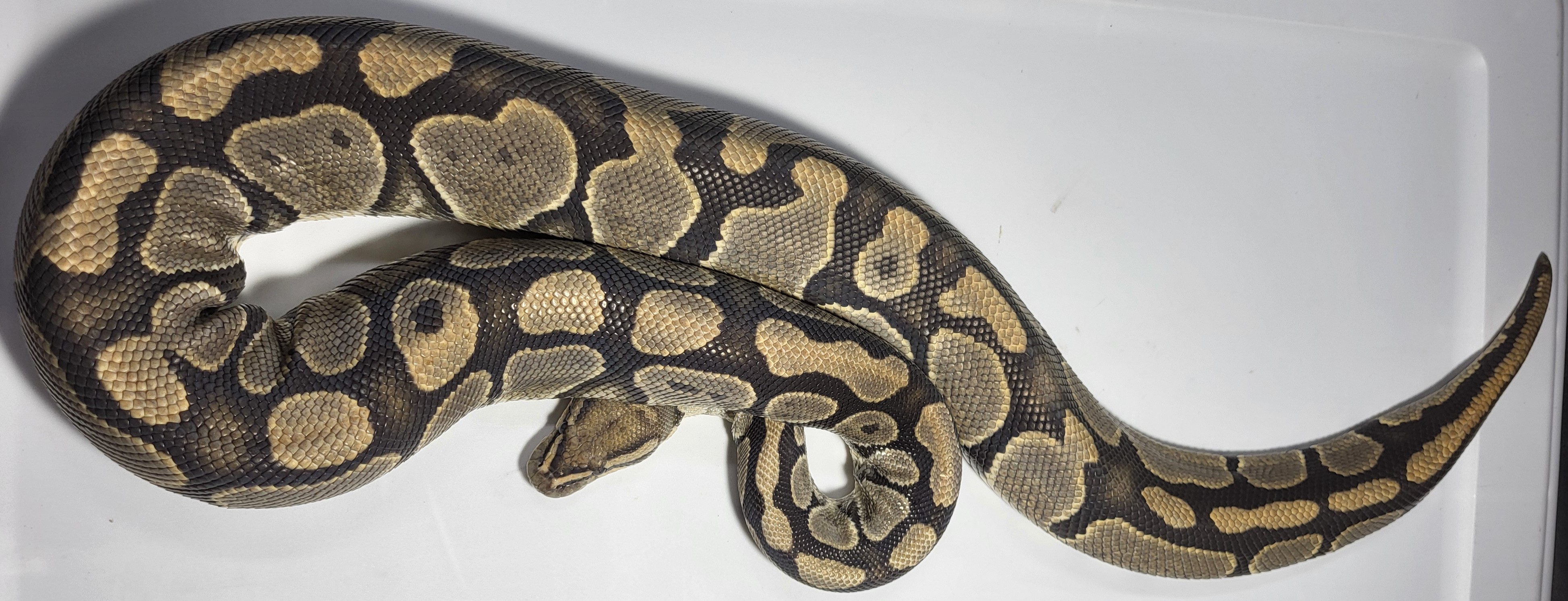 Hypo 