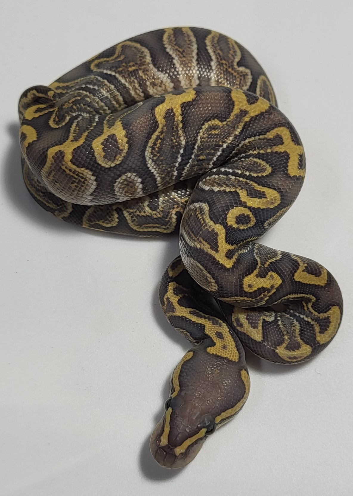 GHI Hypo 