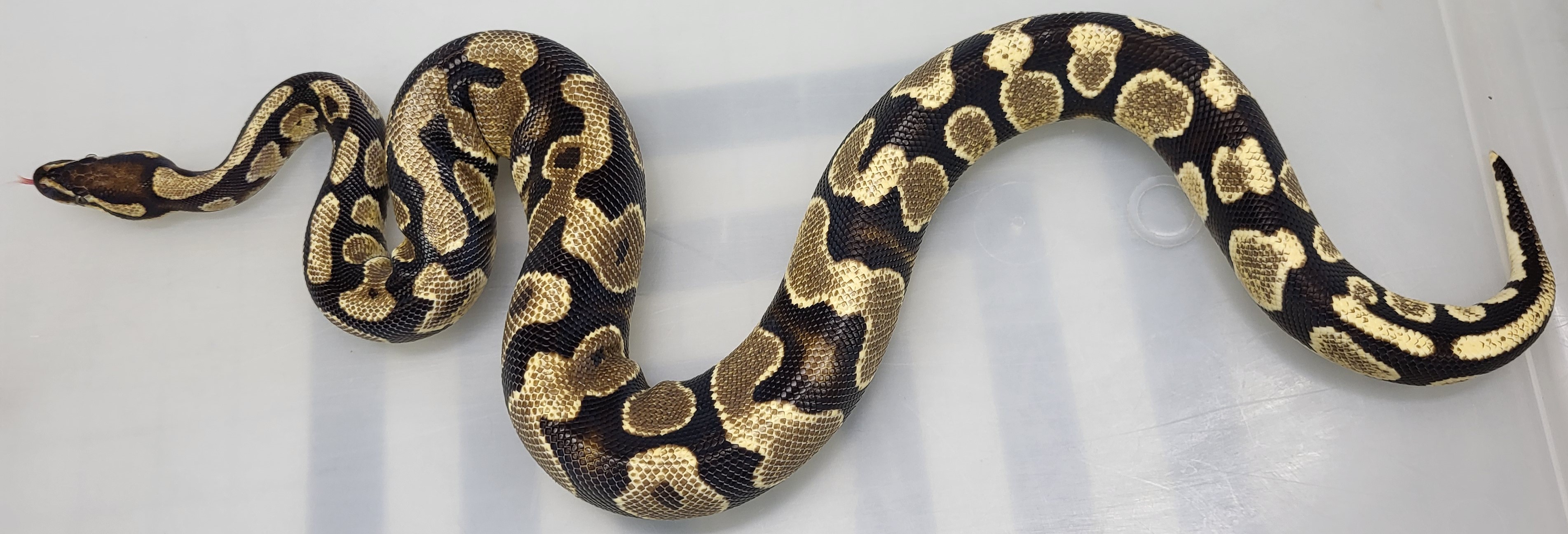 Yellowbelly Het clown Female