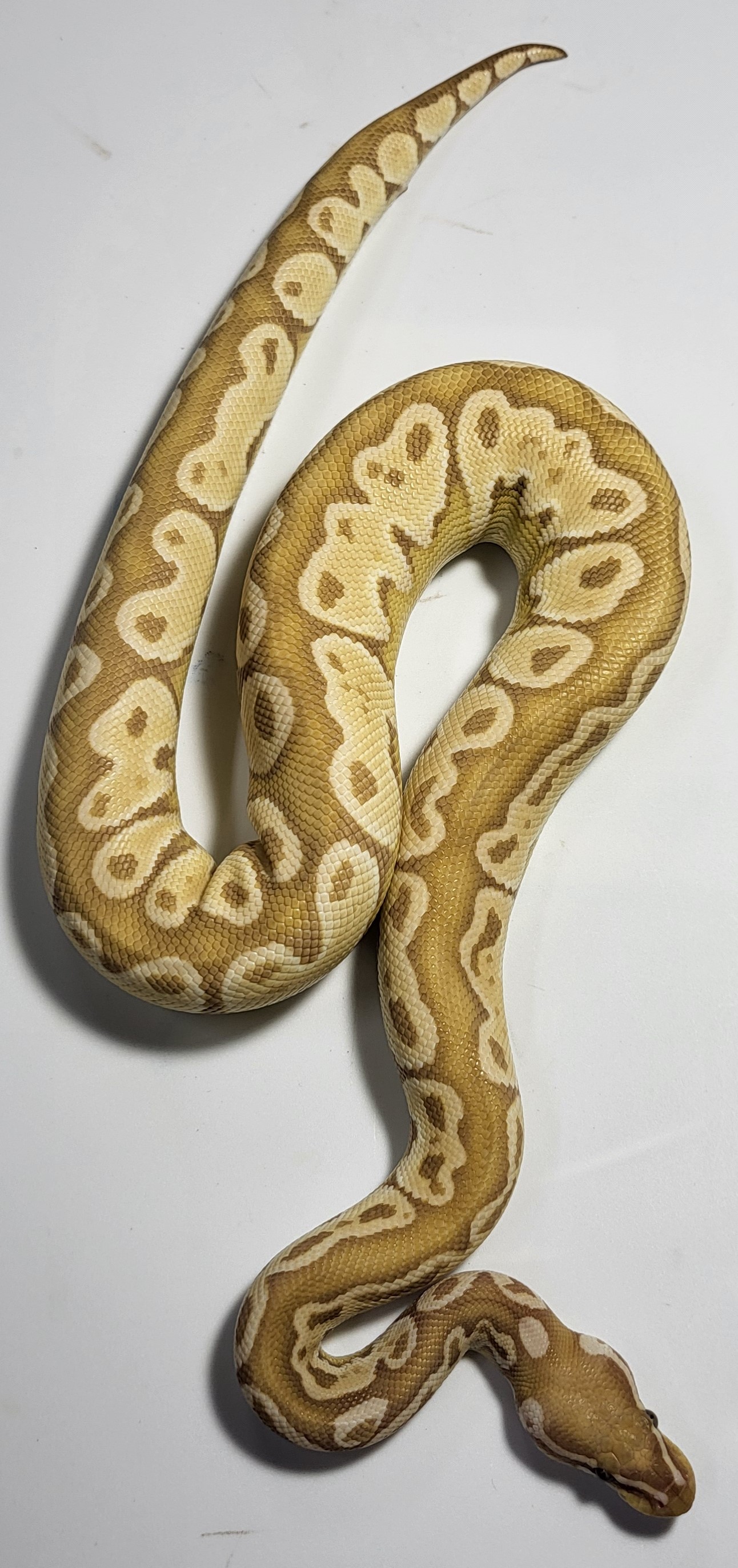 Banana Lesser Adder 