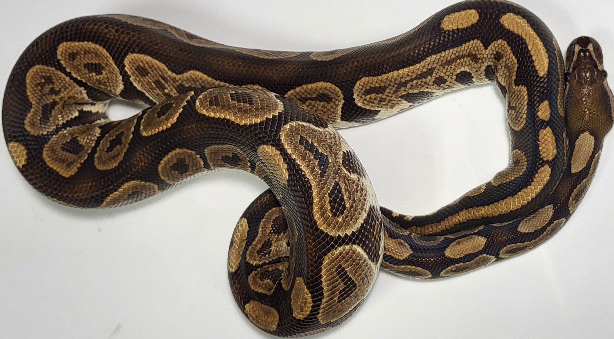 Cinnamon het candy 