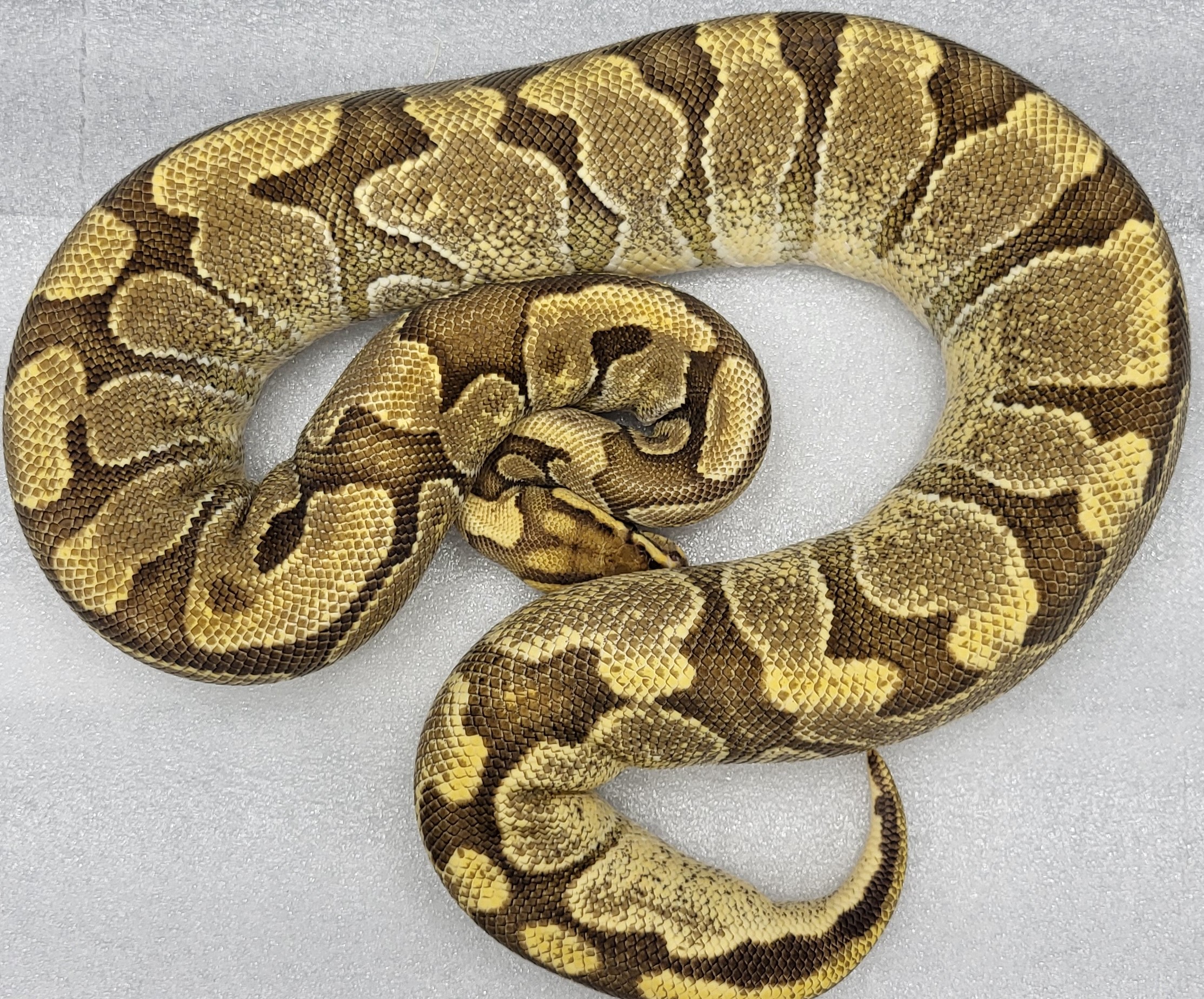 Enchi Orange Dream Vanilla Female