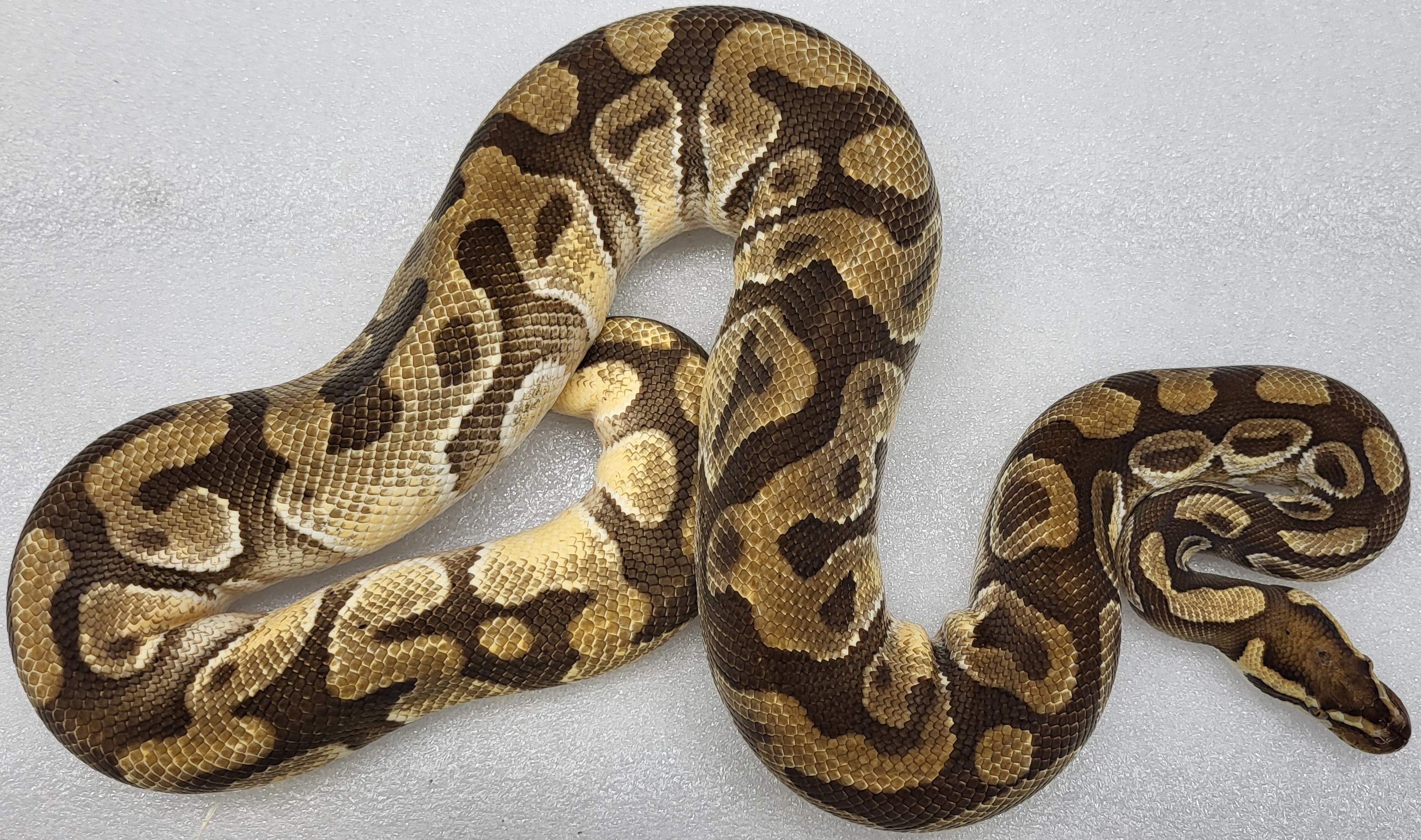 Pastel Enchi Female