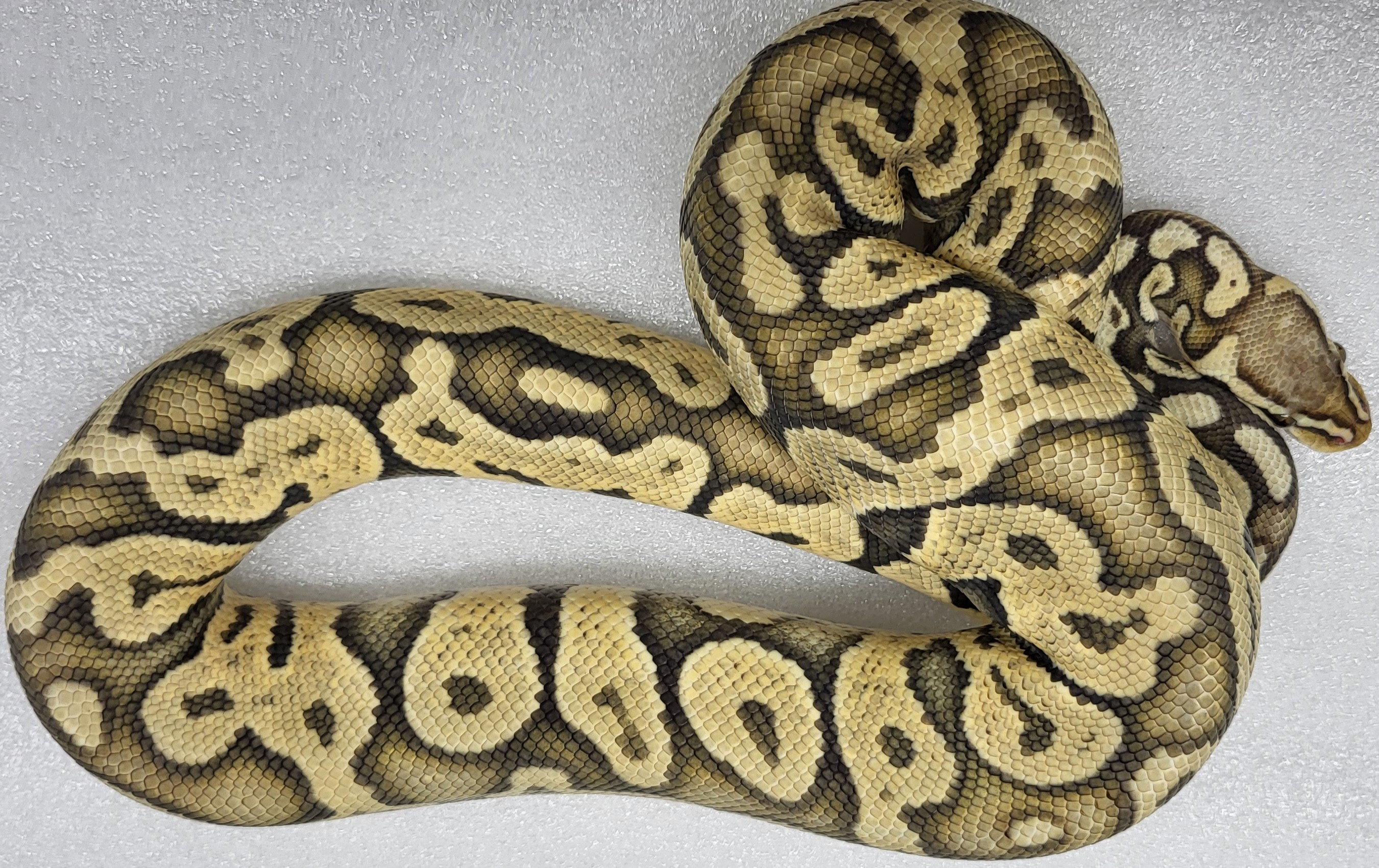 Super Pastel Hypo Male 