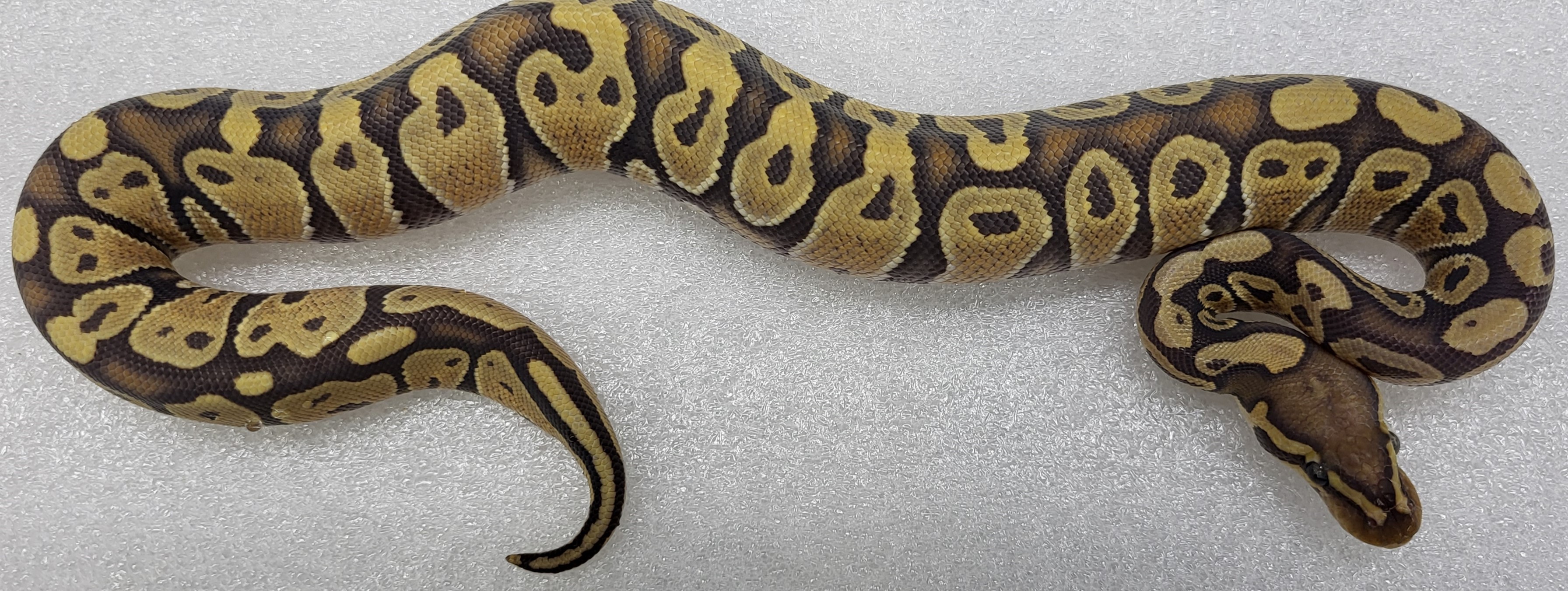 Hypo Male 