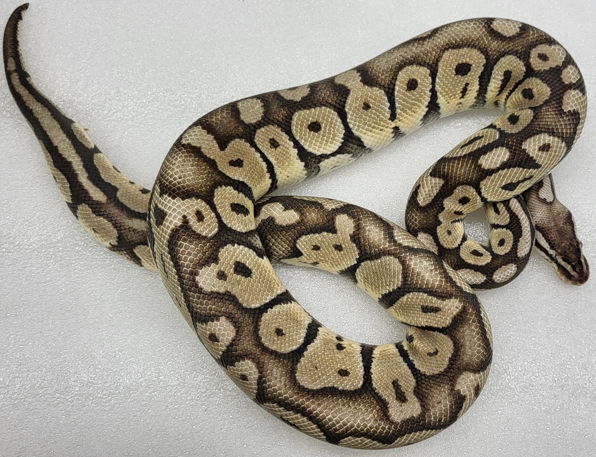 Super Pastel VPI Axanthic Male 