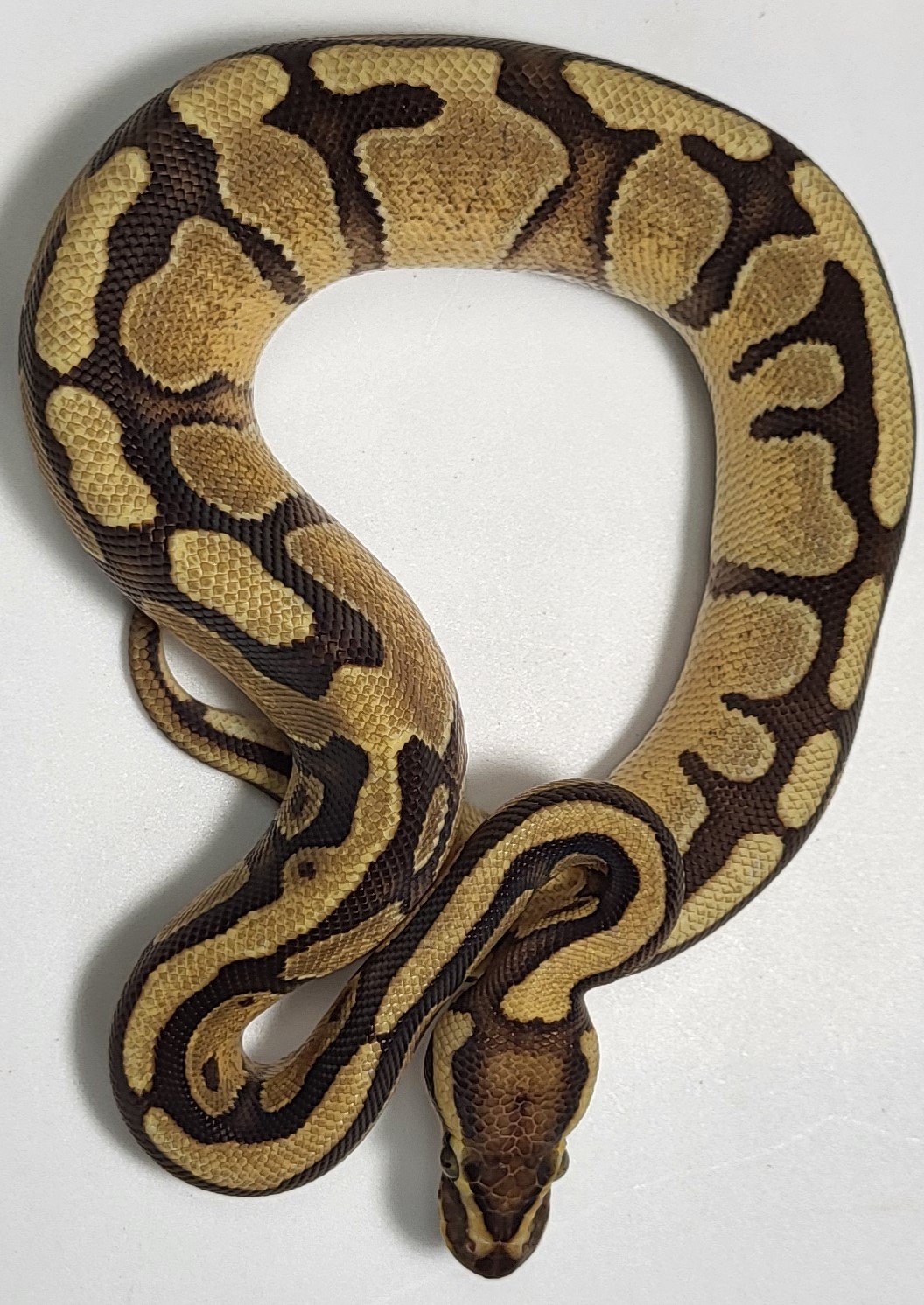 Enchi Fire het genetic stripe 
