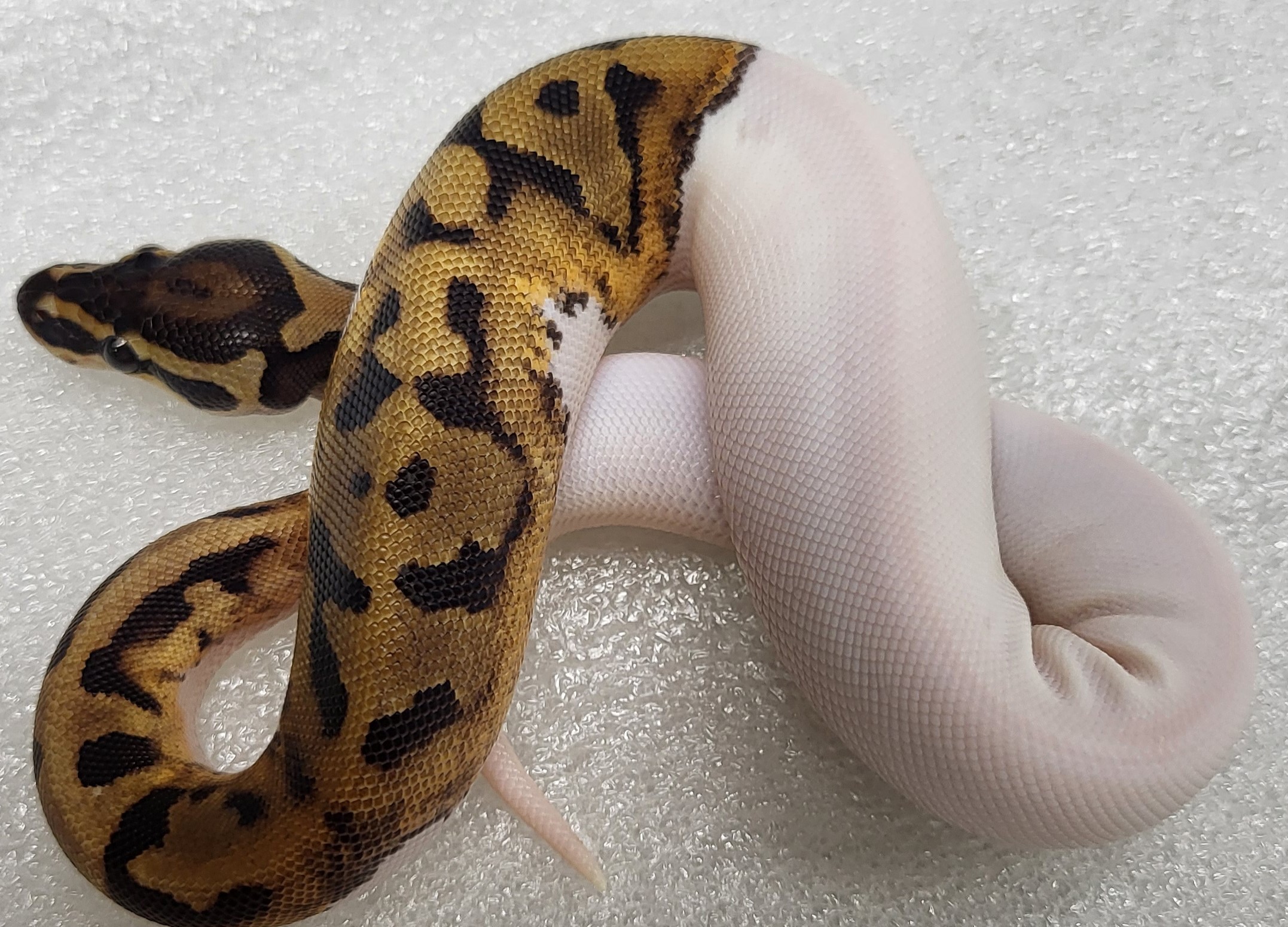 Pied Female 