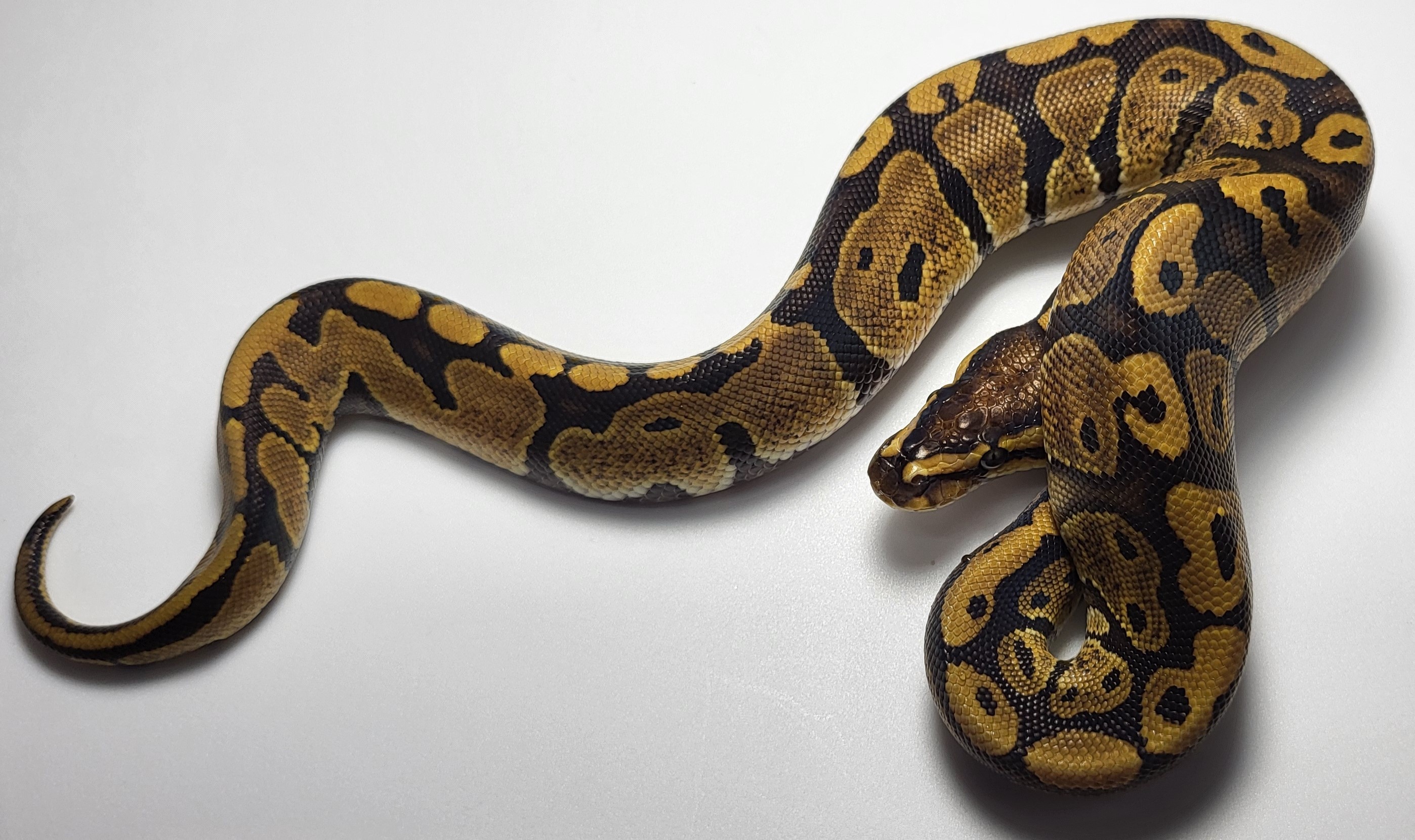Red Stripe het Axanthic 