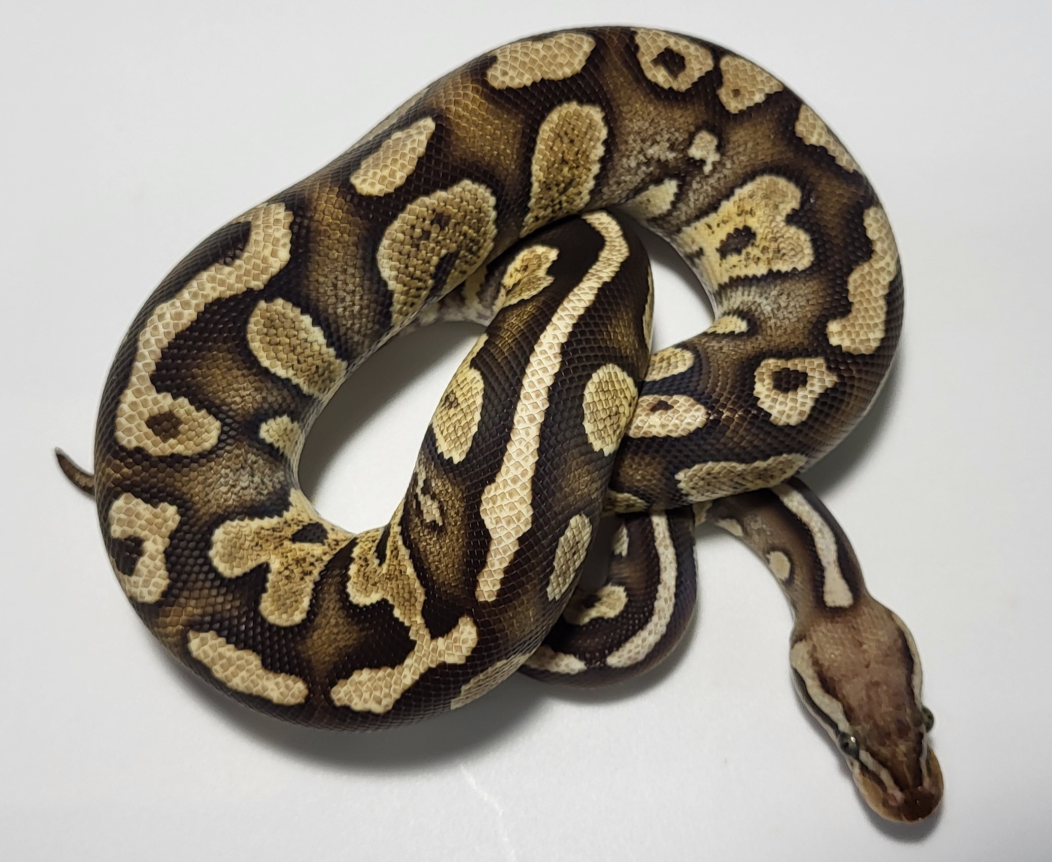 Enchi Hypo Female