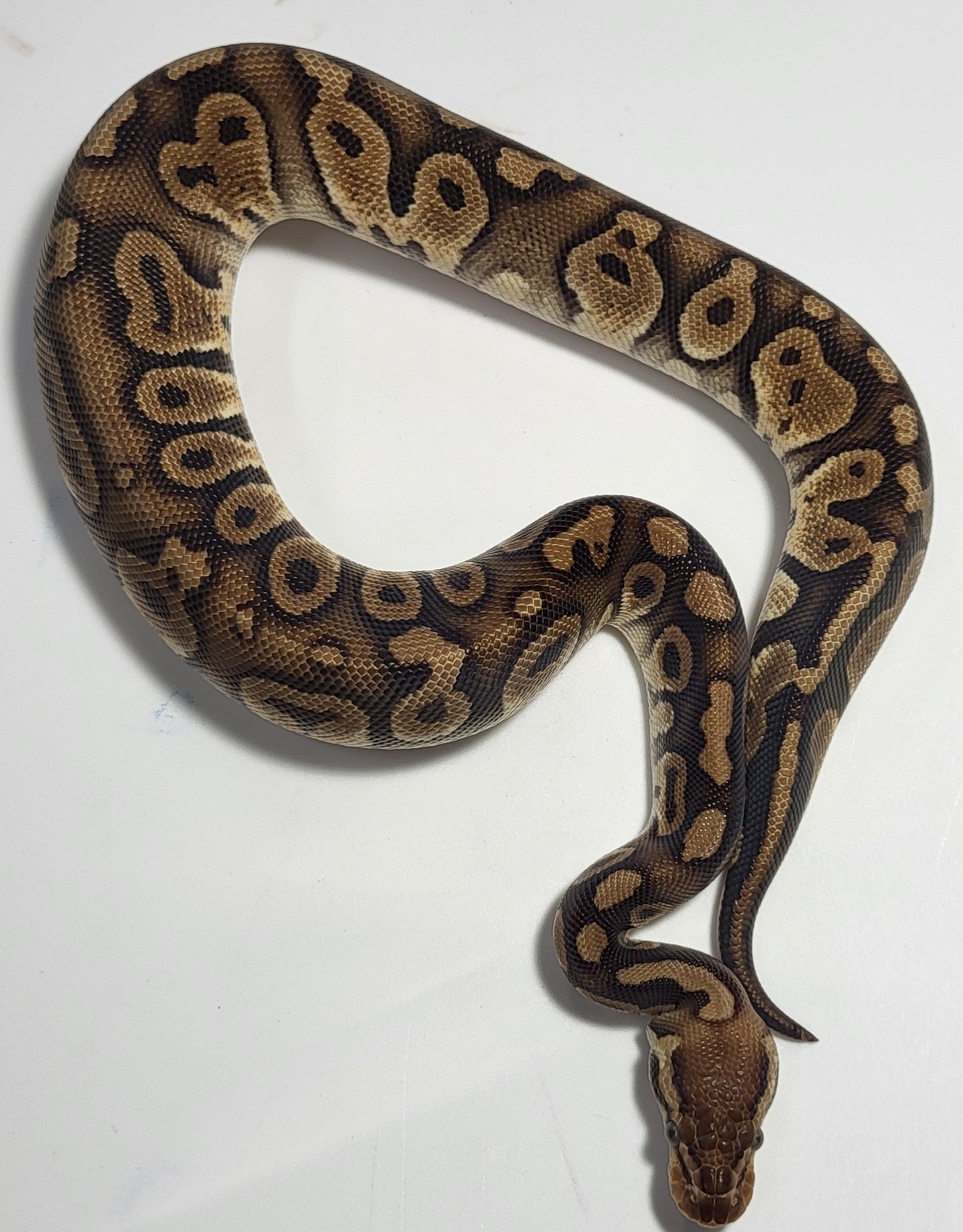Pastel Chocolate double hethypo clown 