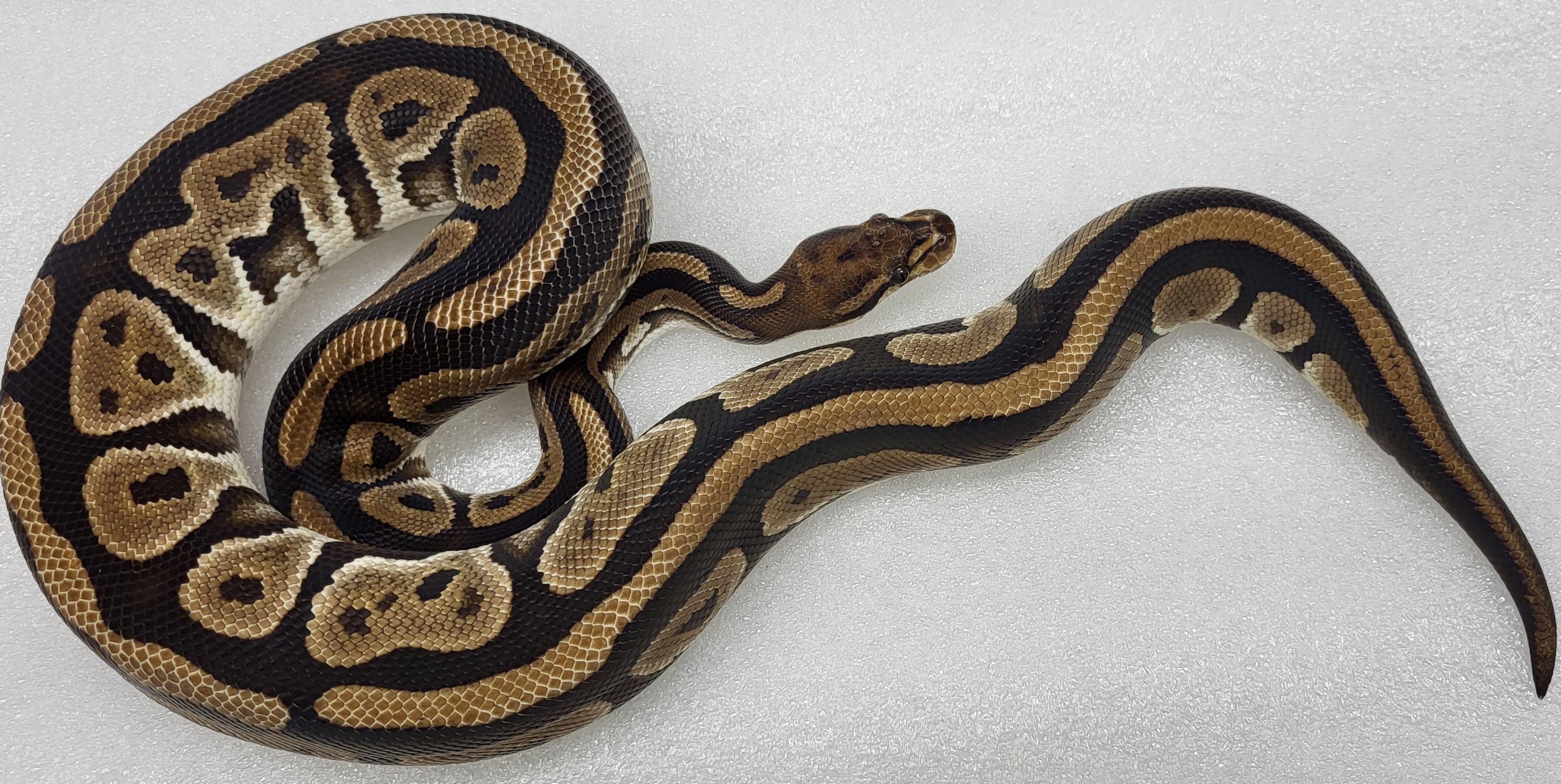 Cypress Female 