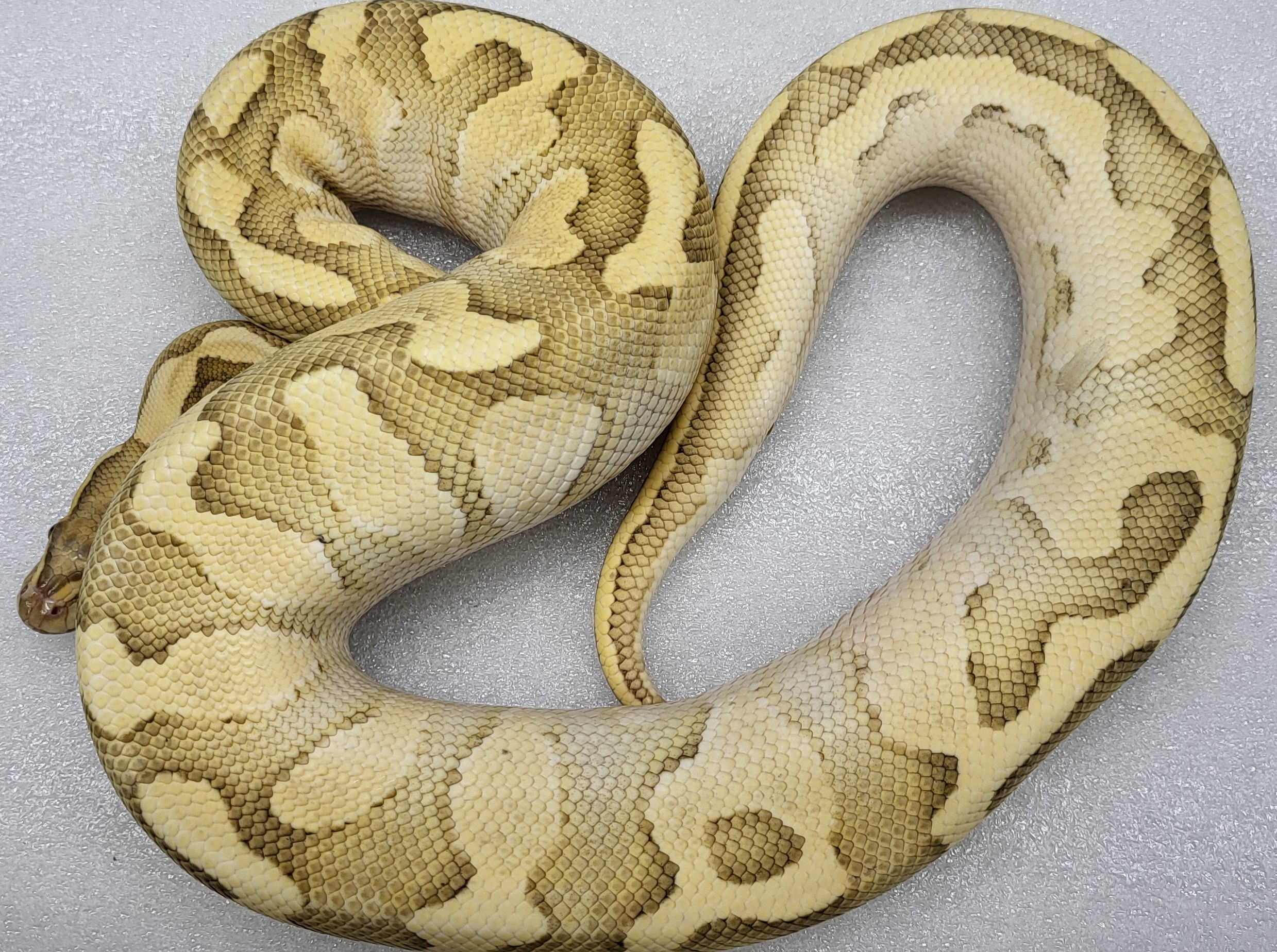 Enchi Lesser Possiable fire hypo Male 