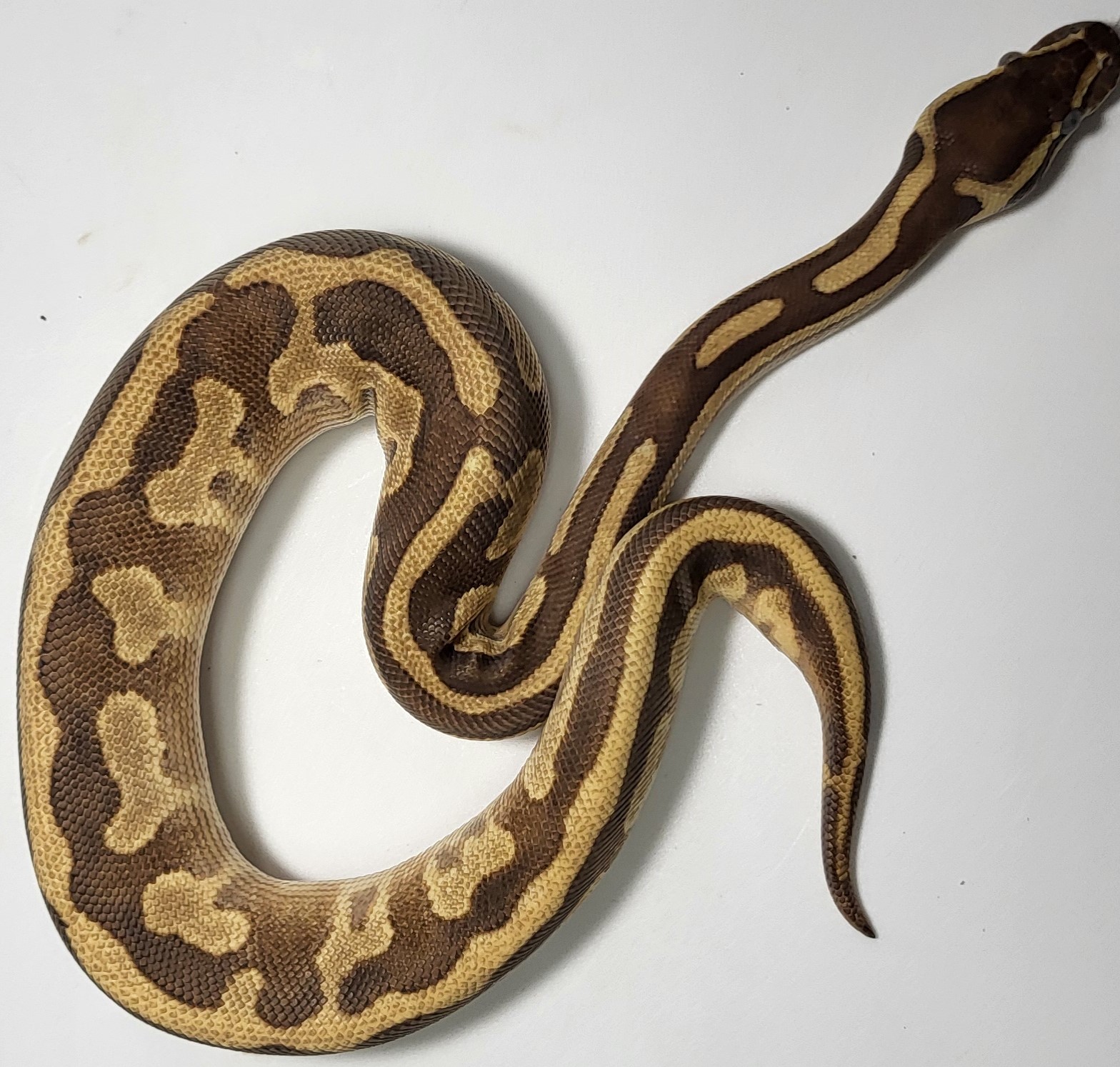 Leopard Enchi Fire Yellowbelly Mojave 