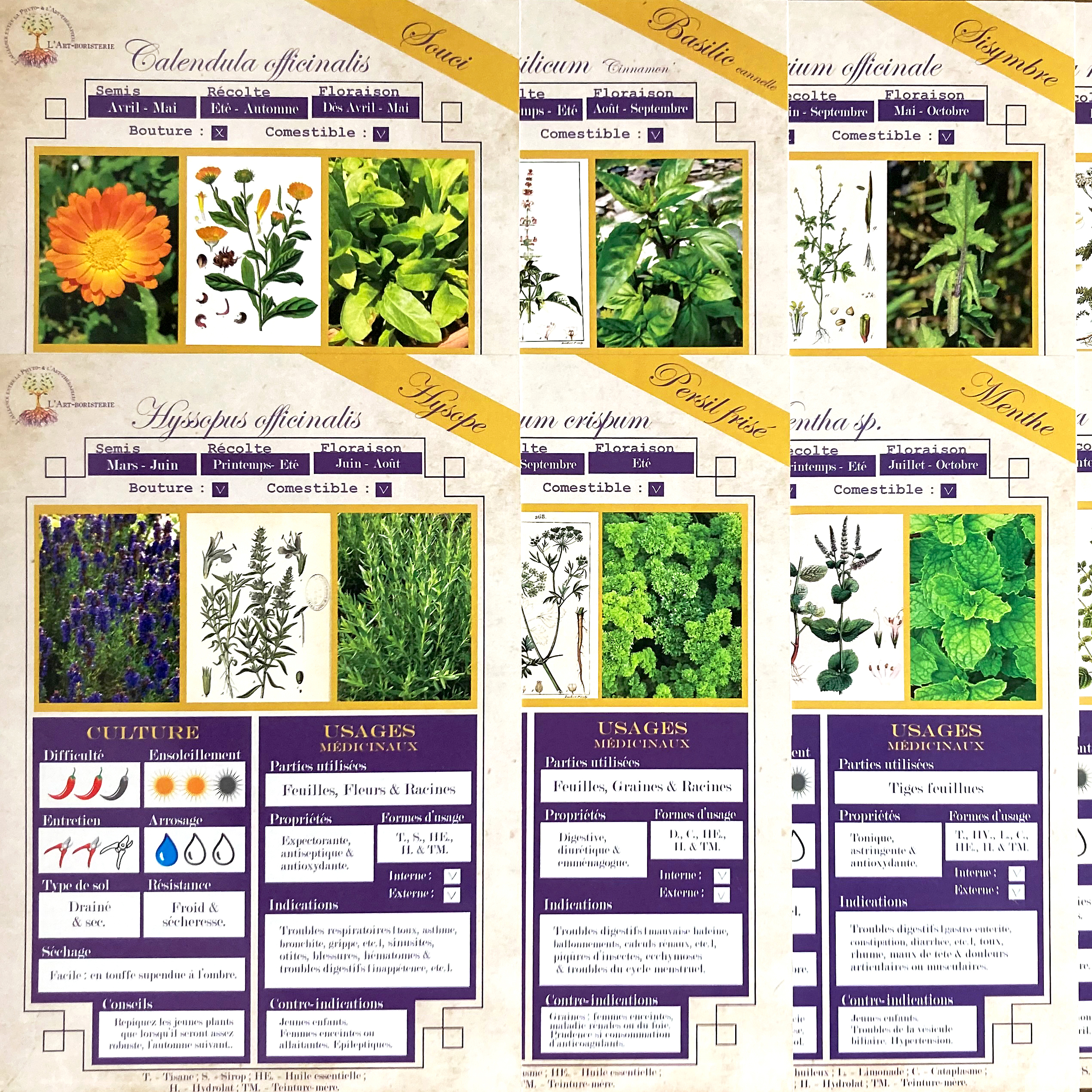 8 Fiches Plantes médicinales