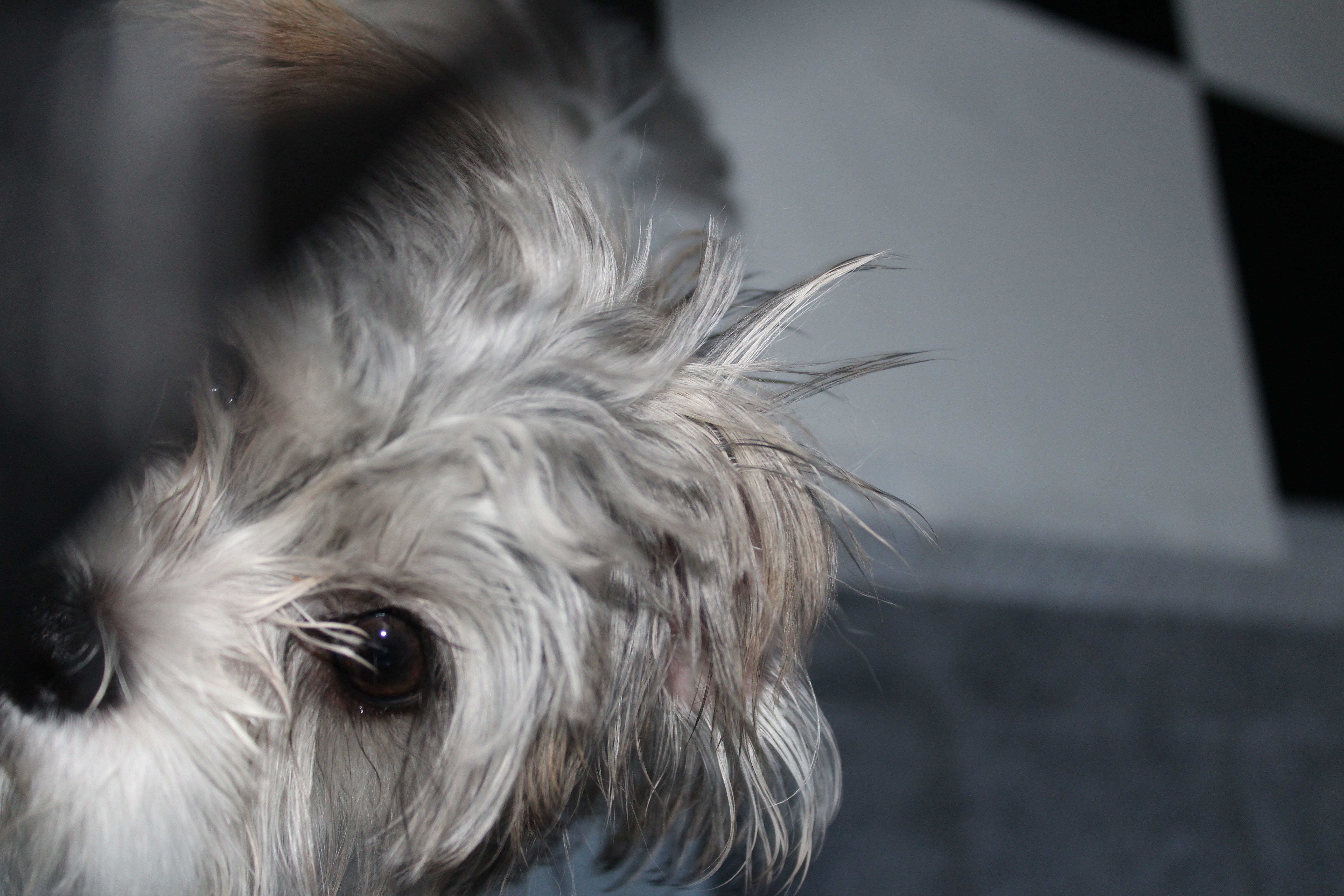 Window Glass Replacement