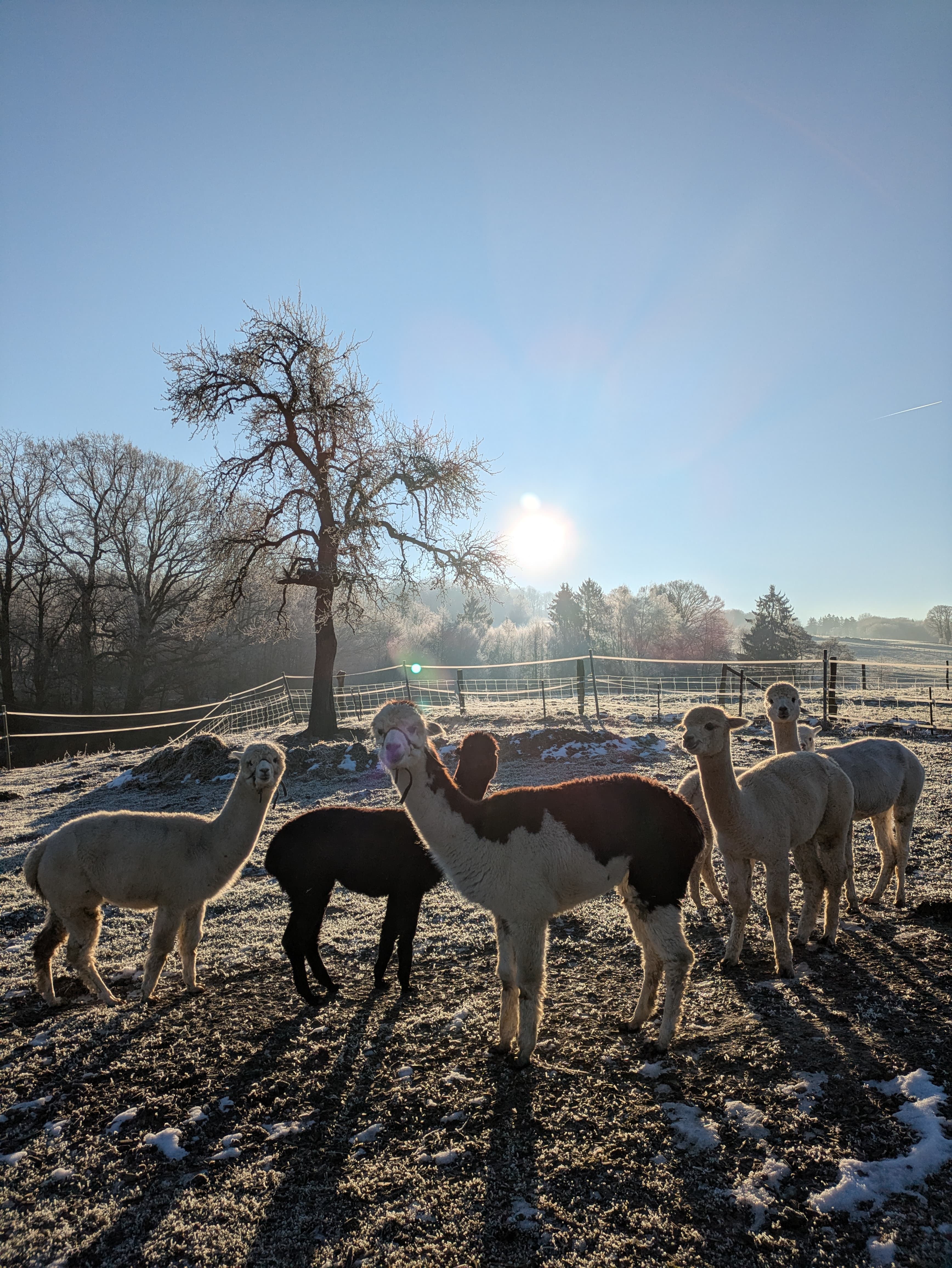 0101 Alpaka-Wanderung Januar/Februar